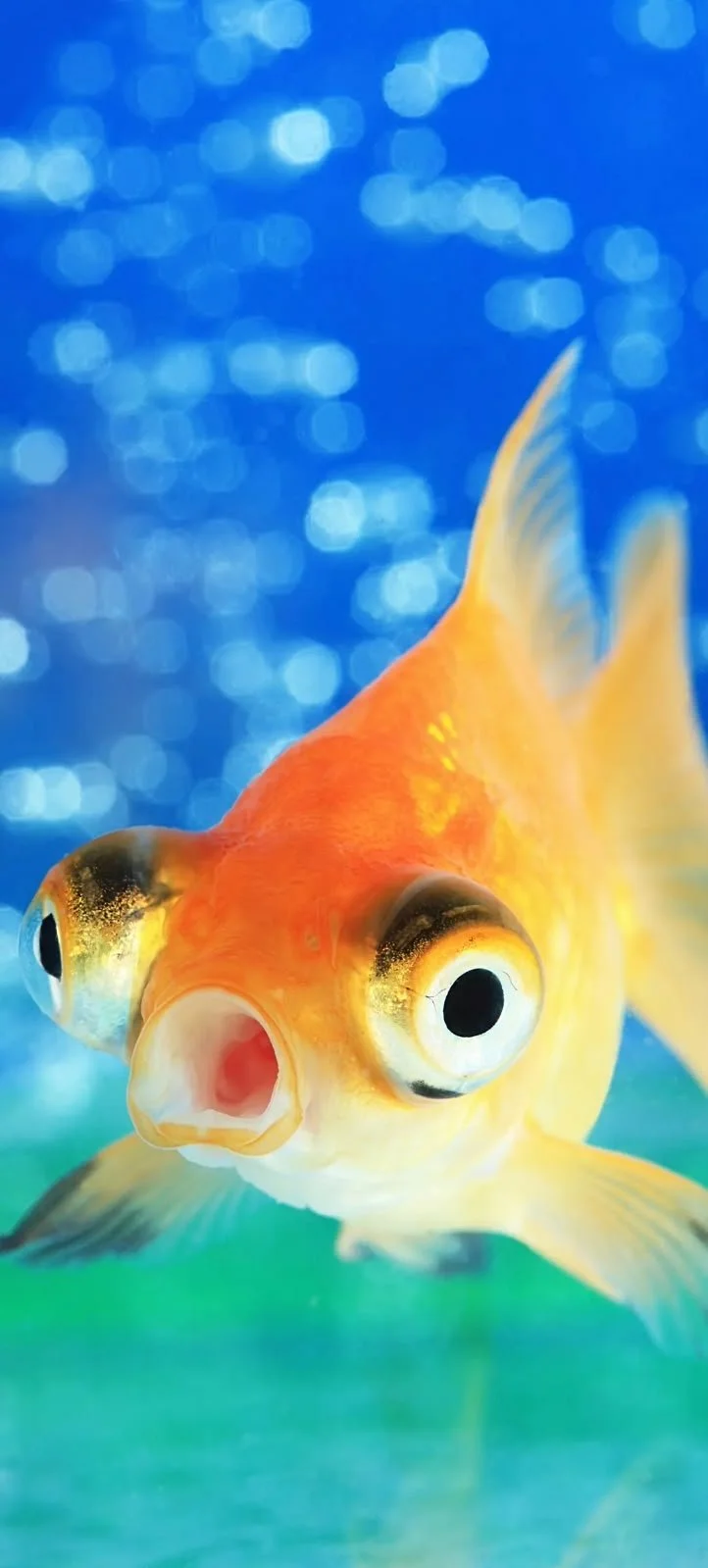 Close-up of a goldfish swimming in water with blue bokeh background.