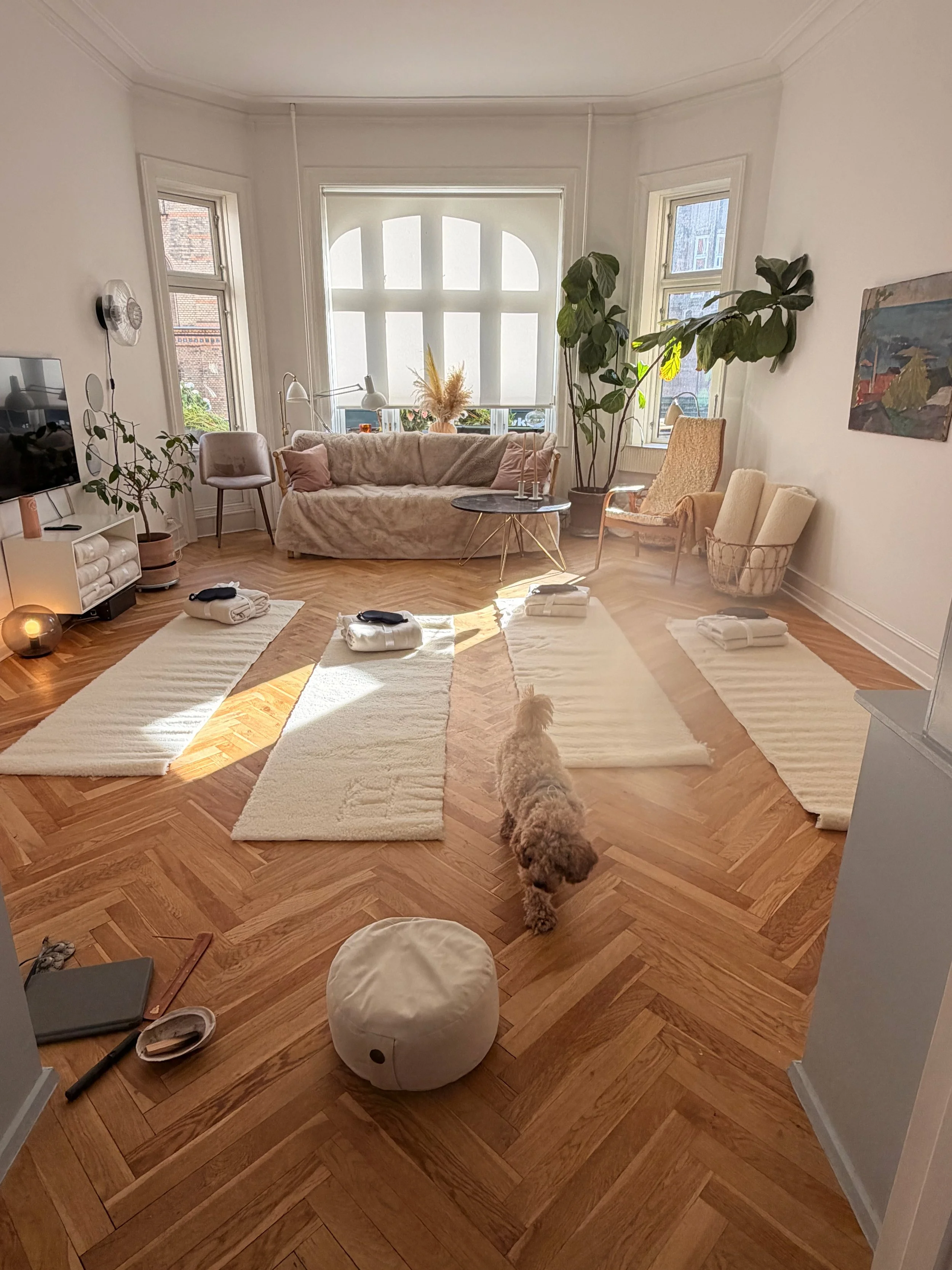 Et hyggeligt stue med sofa, lænestole, store planter, tv, tæpper, lys, og en hund, der står på gulvet.