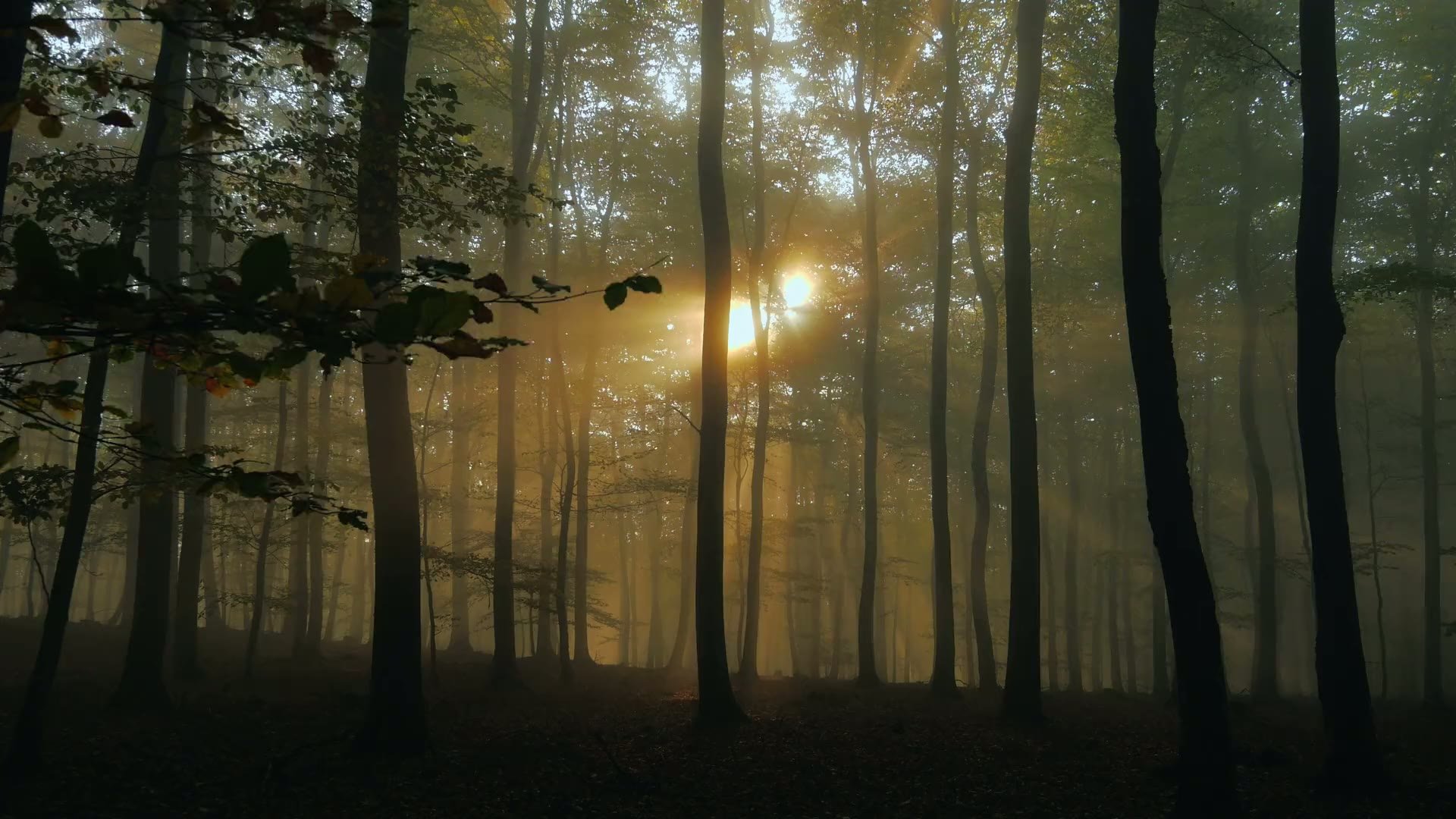 hero-forest-sunlit-poster.jpg