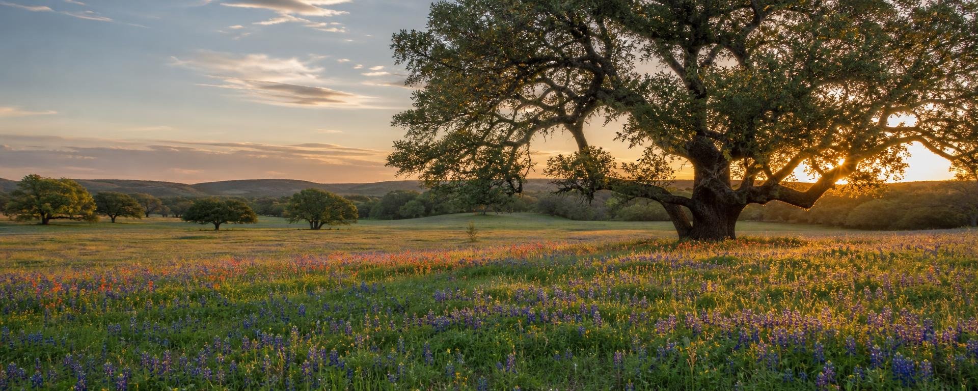 Oak trees and wildflowers in a Texas field at sunset