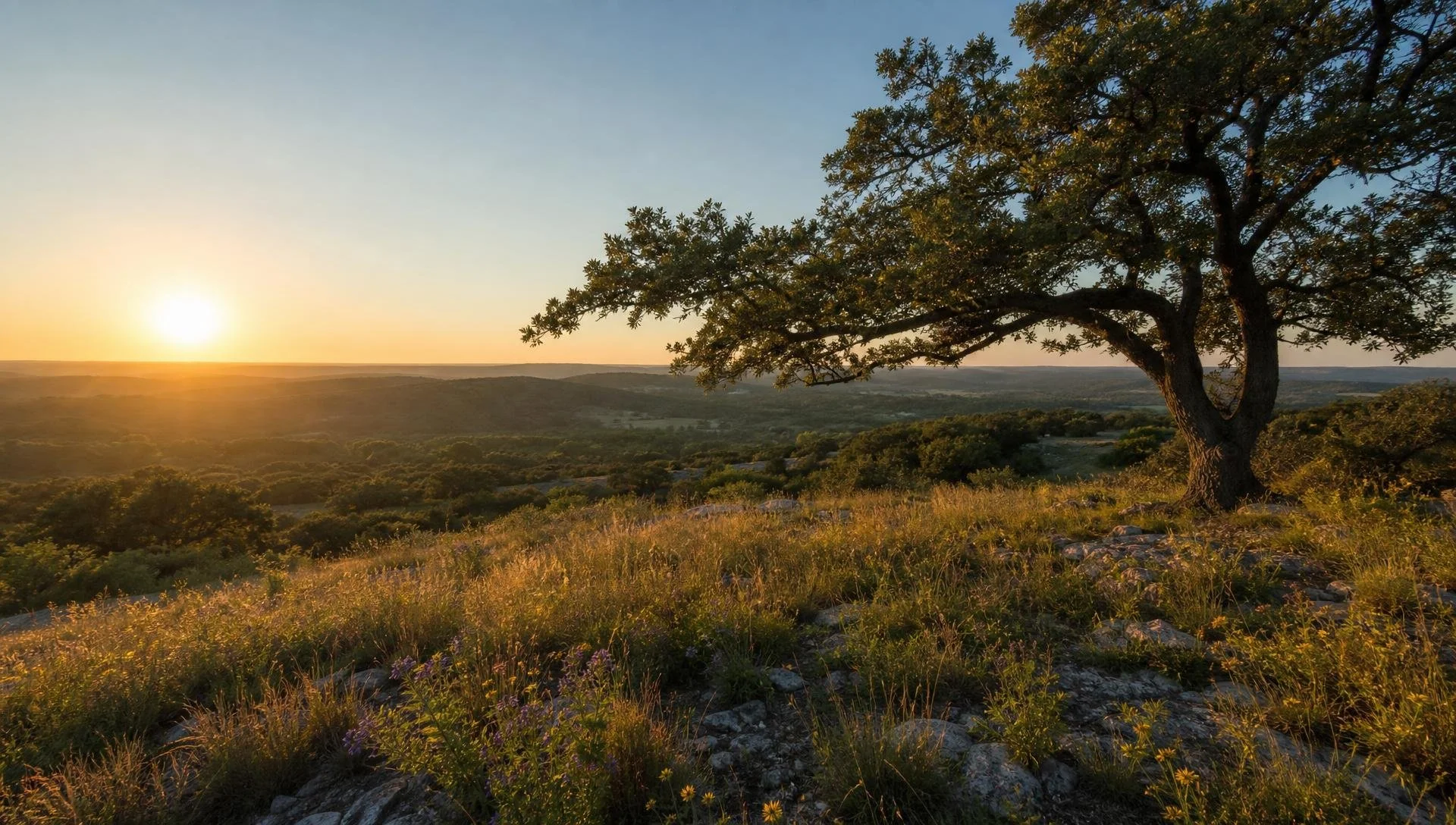 Oak tree overlooking rolling Texas hills at sunset