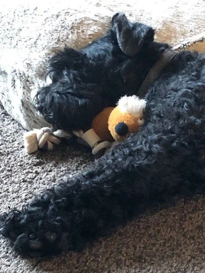 A black dog sleeping on a carpeted floor with a brown and white stuffed toy.