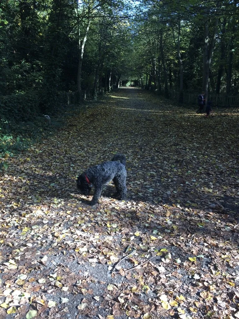 Darcy, taking time to sniff the leaf-covered path in a wooded area. Sunlight filters through the trees, casting shadows on the trail.
