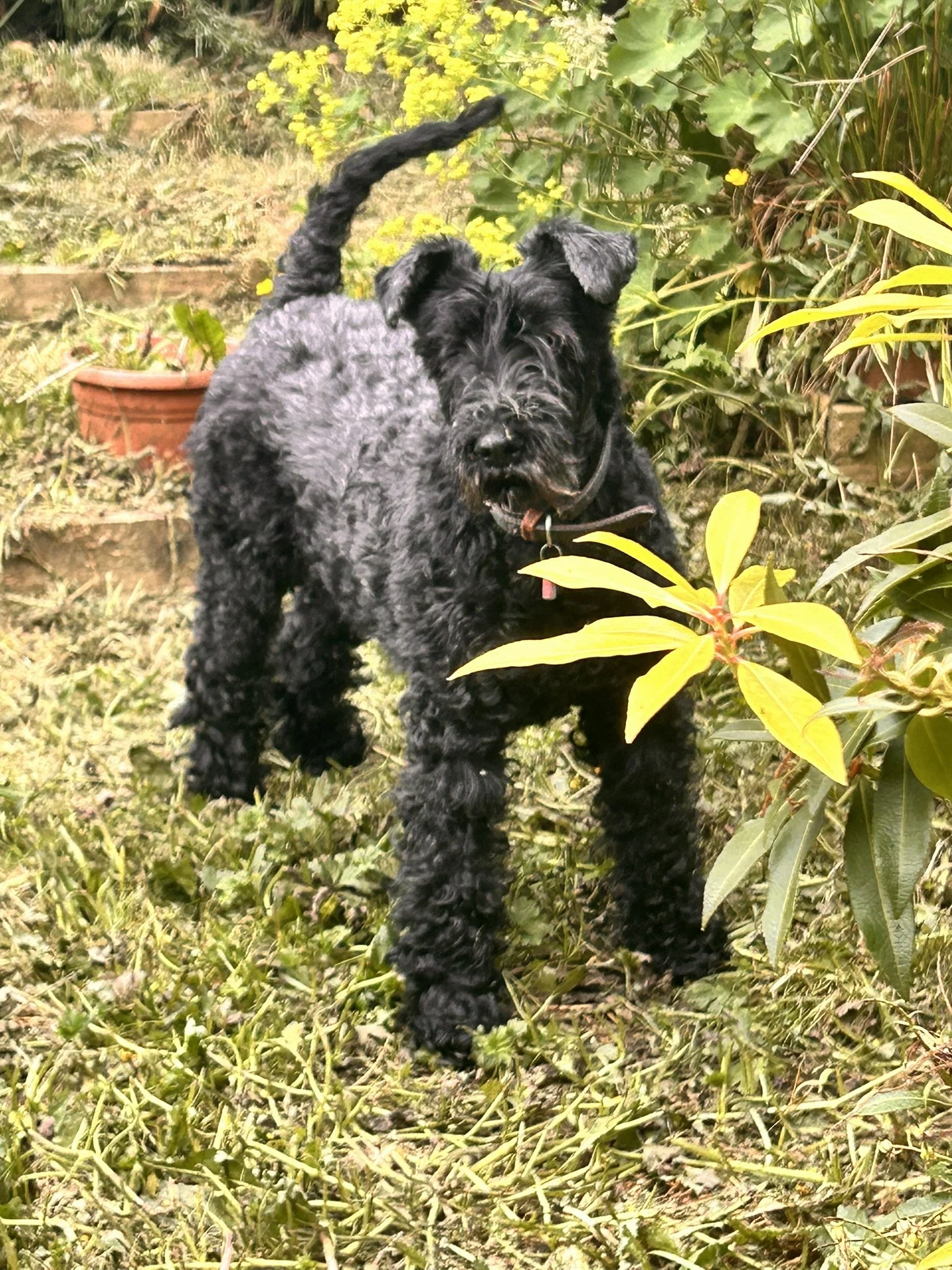 A black and gray dog with curly fur standing outdoors among green plants and yellow flowers.