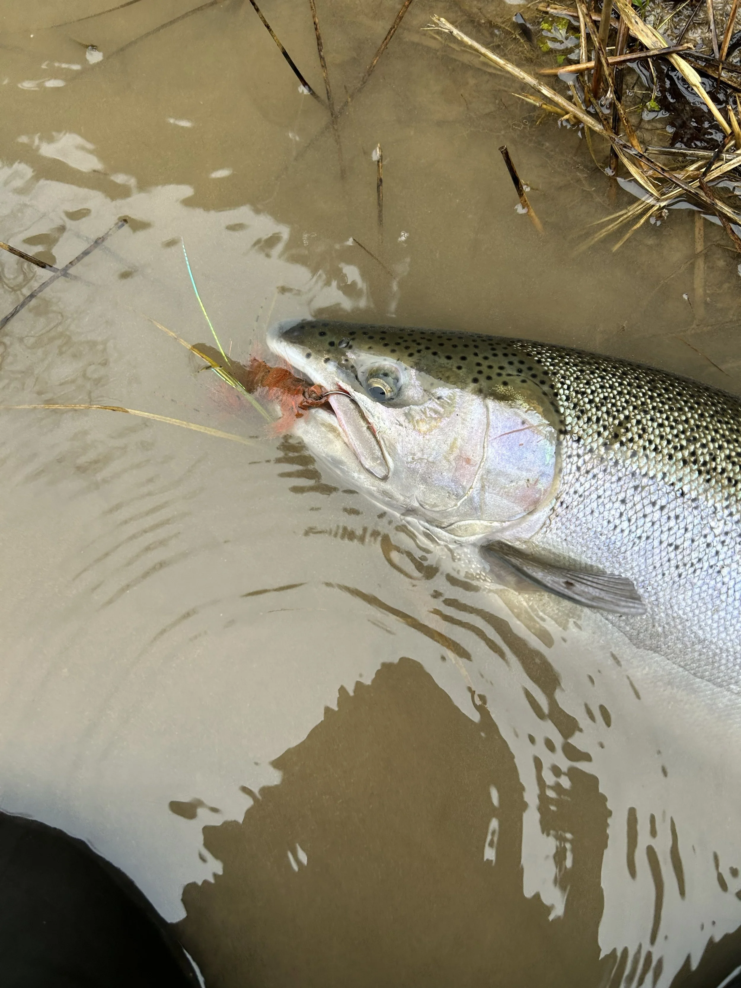 Fisher caught a speckled brown fish with black spots, lying in muddy water near branches and plants.
