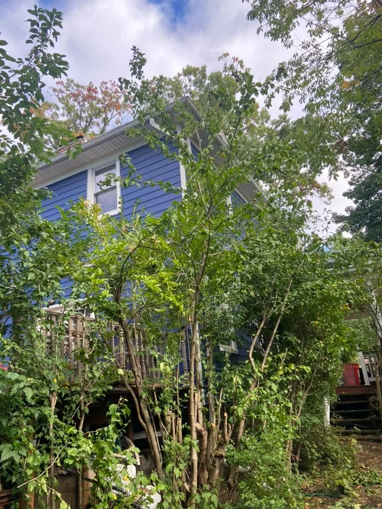 View of a blue house with white trim partly obscured by green trees and bushes, with a deck and stairs visible on the right.