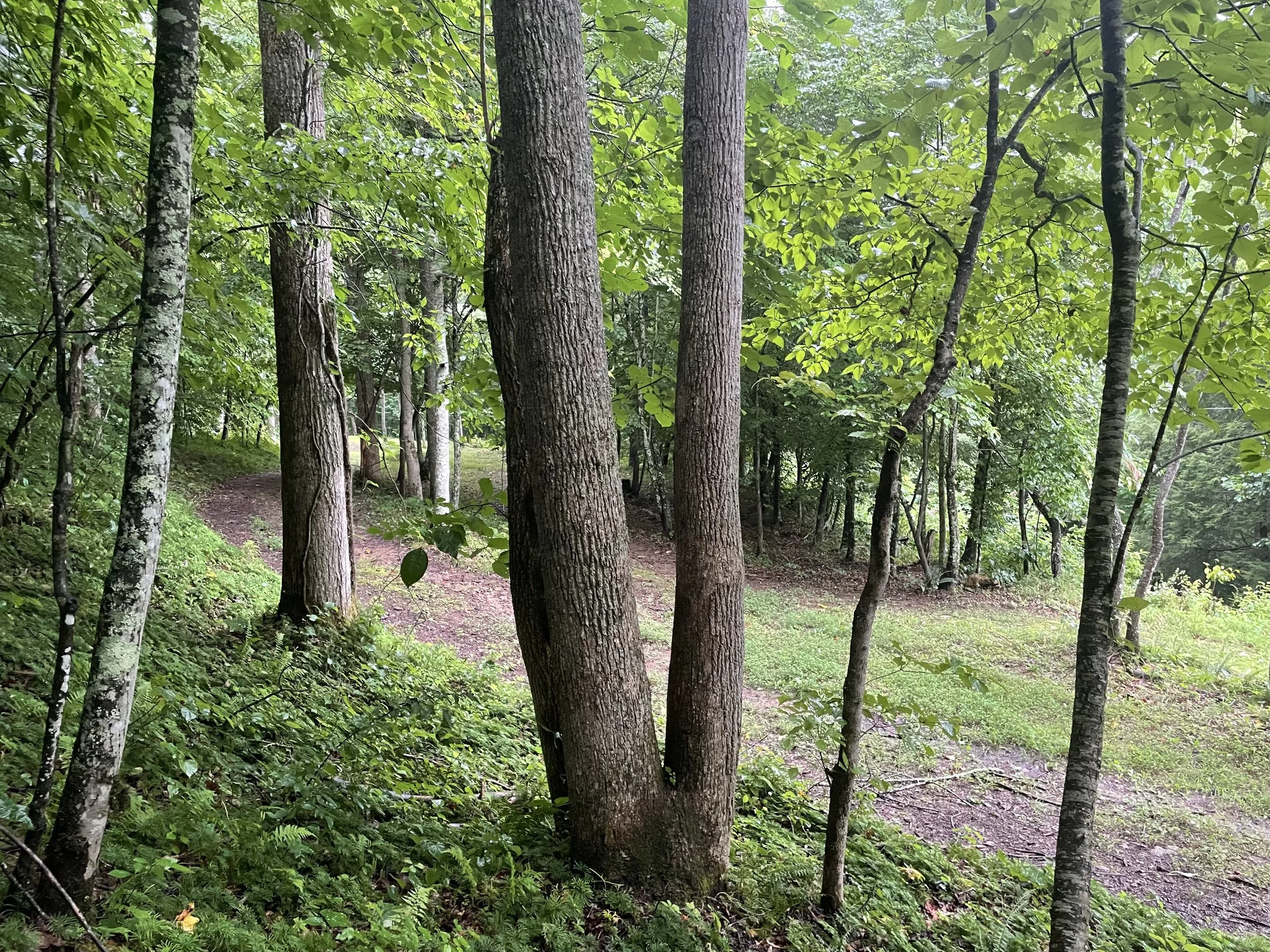 A dense forest with tall trees and green foliage, a narrow dirt path through the woods.
