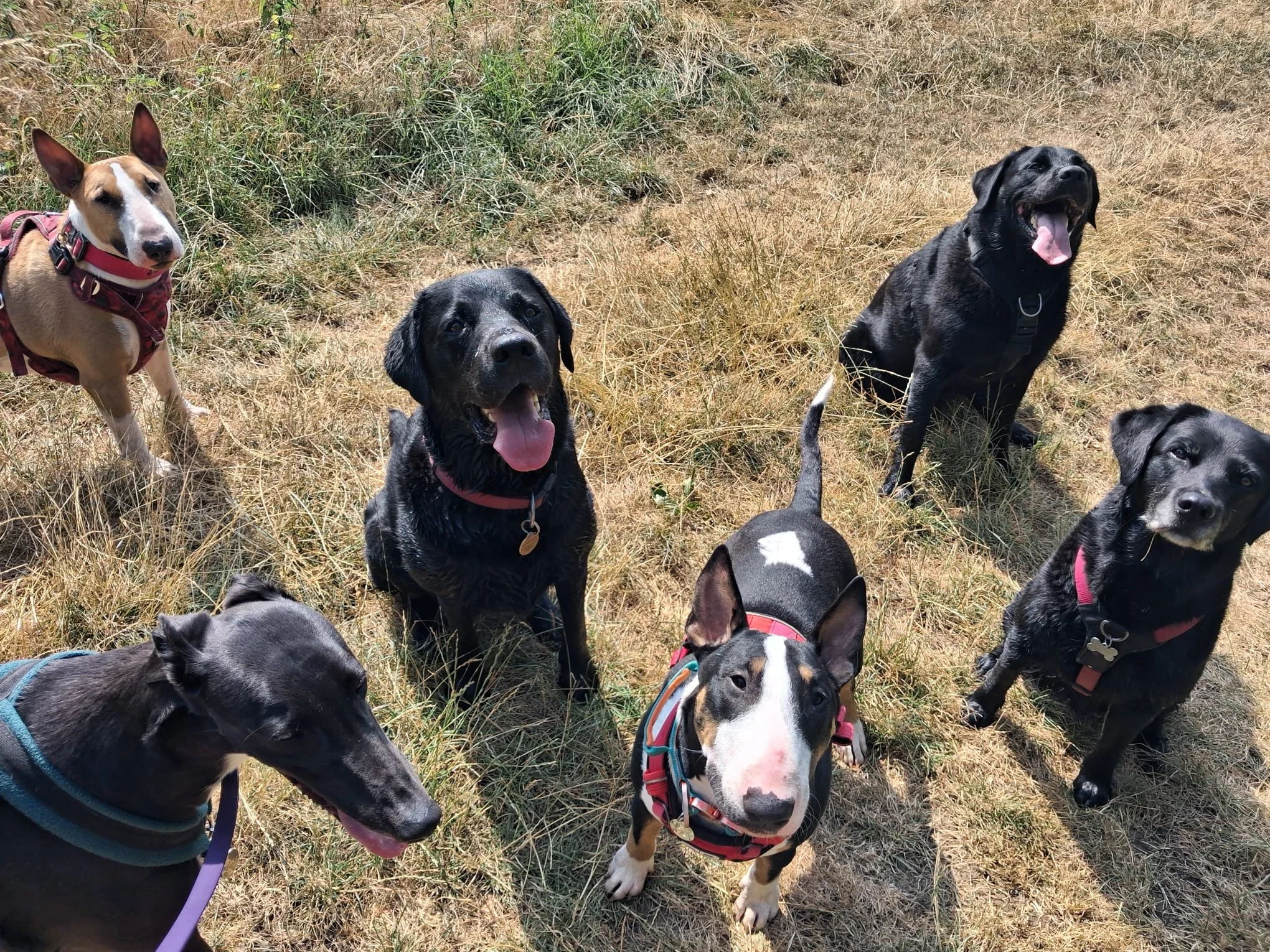 How to Start a Dog Walking Business: The Order That Actually Works