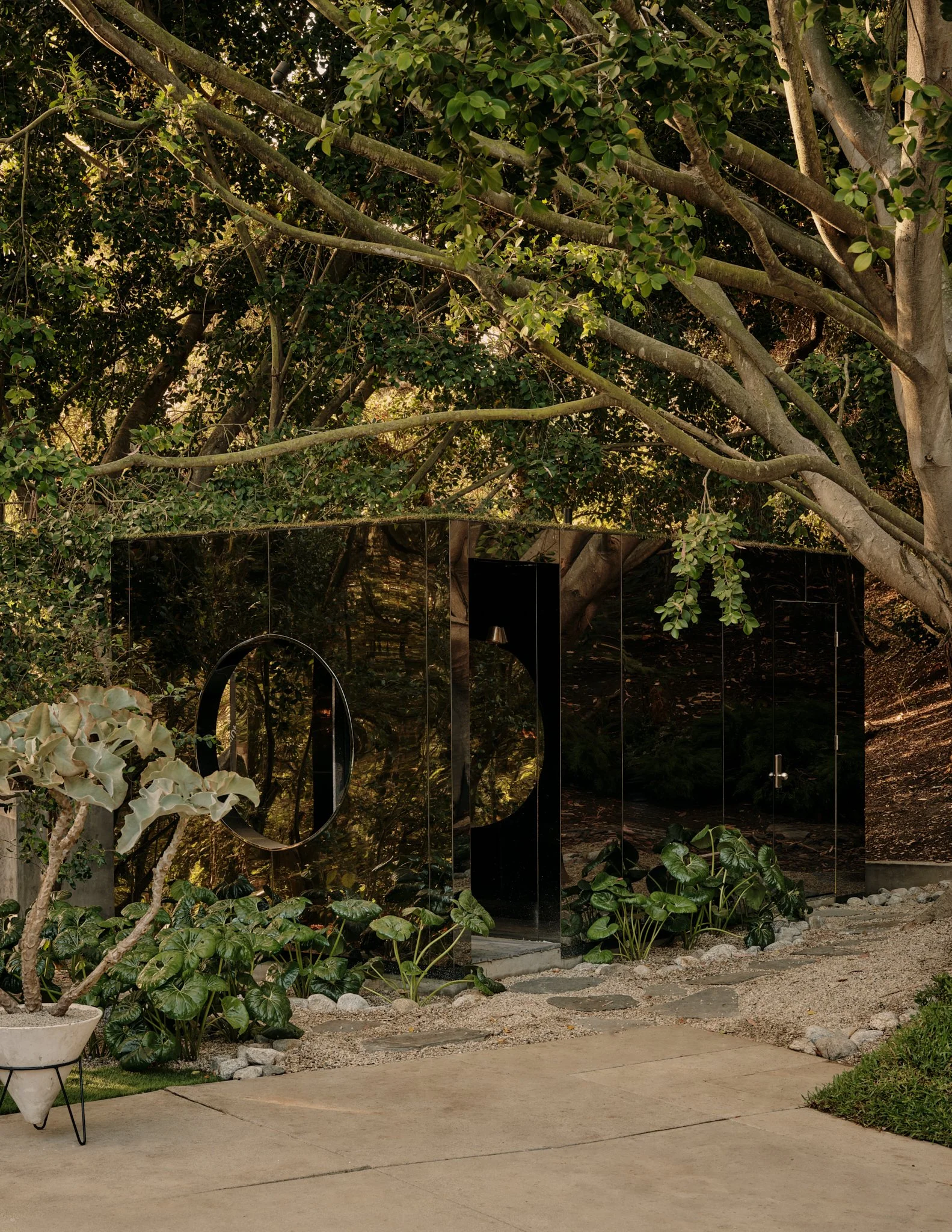 A garden scene featuring a large tree with twisted branches, numerous green leaves, and a variety of potted plants and shrubs below. There is a pathway with stepping stones and gravel, and a black reflective surface that shows part of the surroundings.