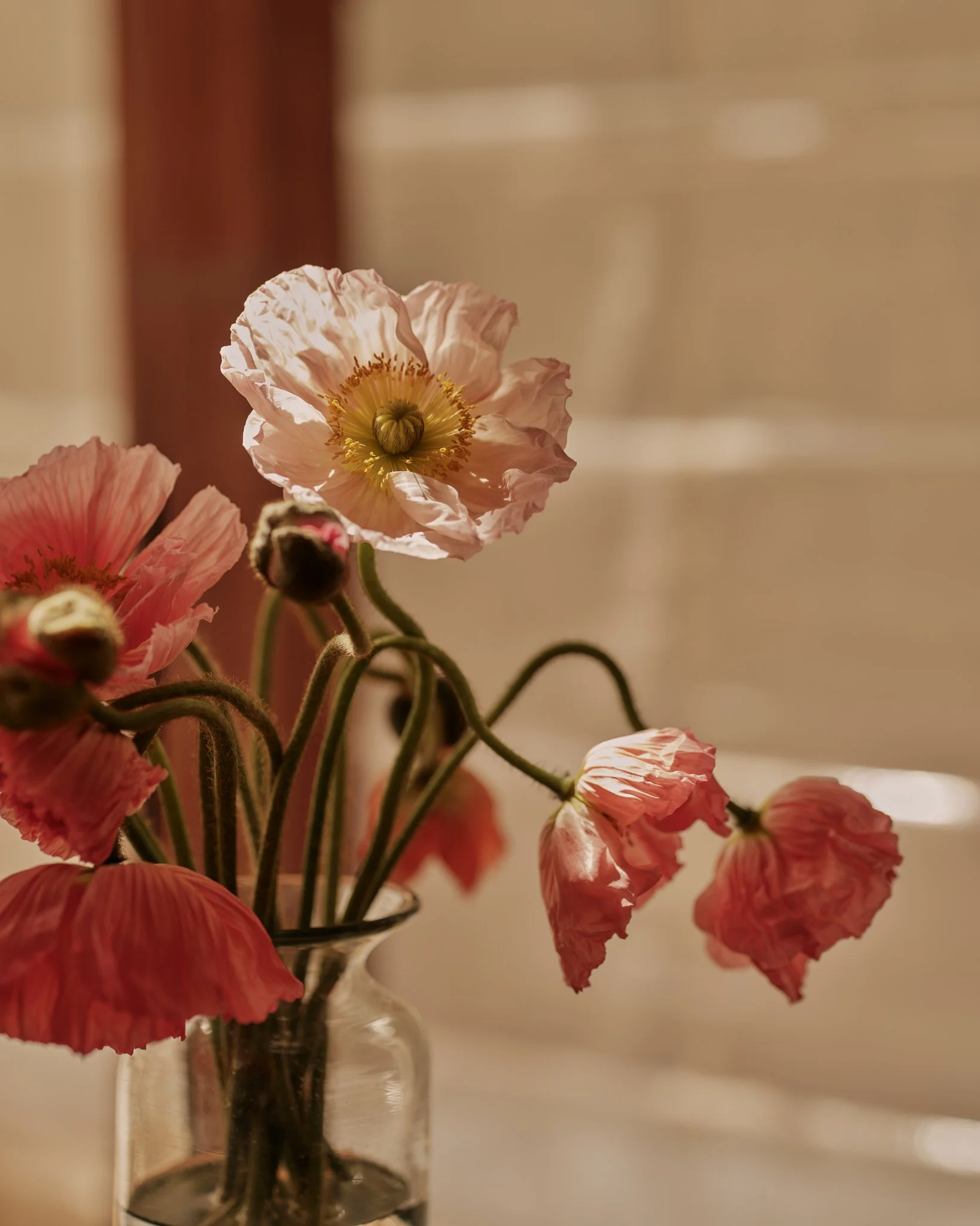 Pink poppy flowers in a glass vase with a blurred indoor background.