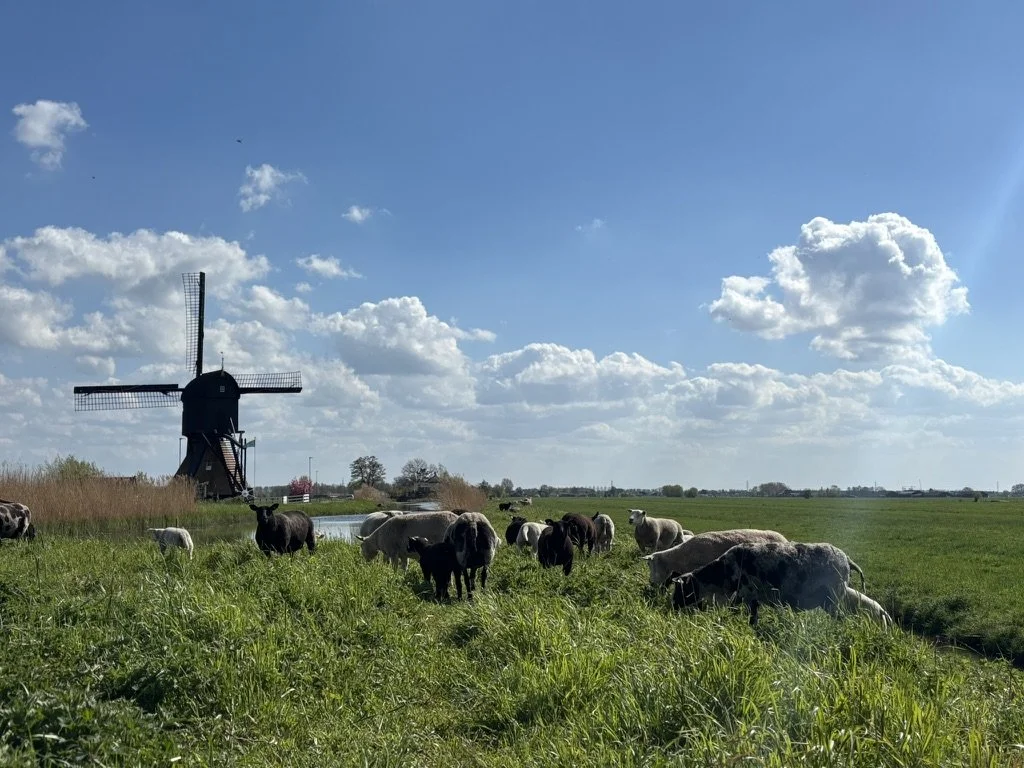 Blauwe lucht met wolken, grazende schapen en een windmolen in een weide
