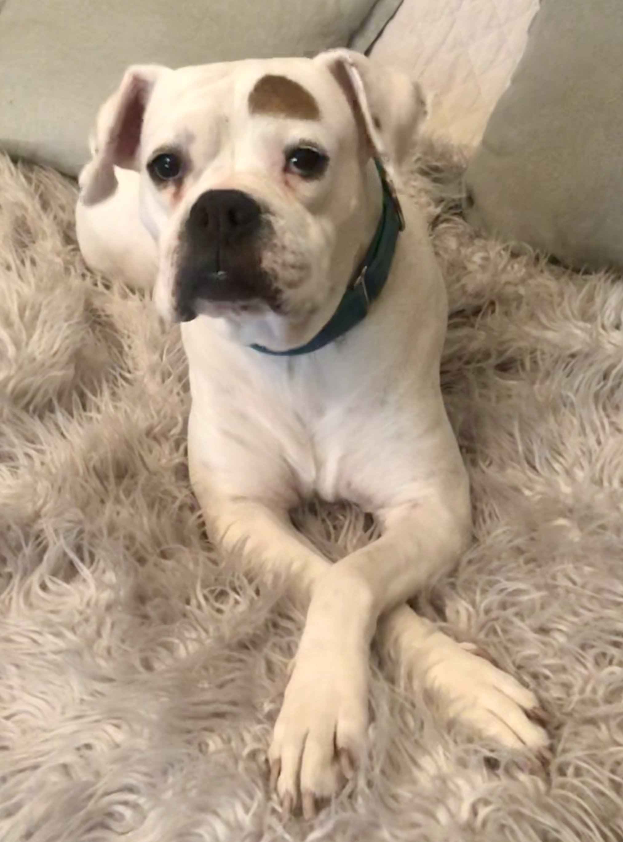 The rescue found a home for her but the woman ghosted us. So, they let me keep her. I was so relieved because I had fallen so in love with her. Pure sweetnessl!!