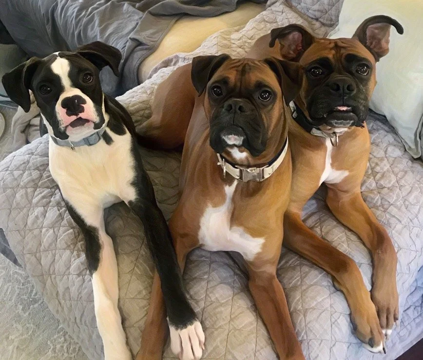 Sophie, Woody, Ollie - Sophie loves her big bros so much!!
