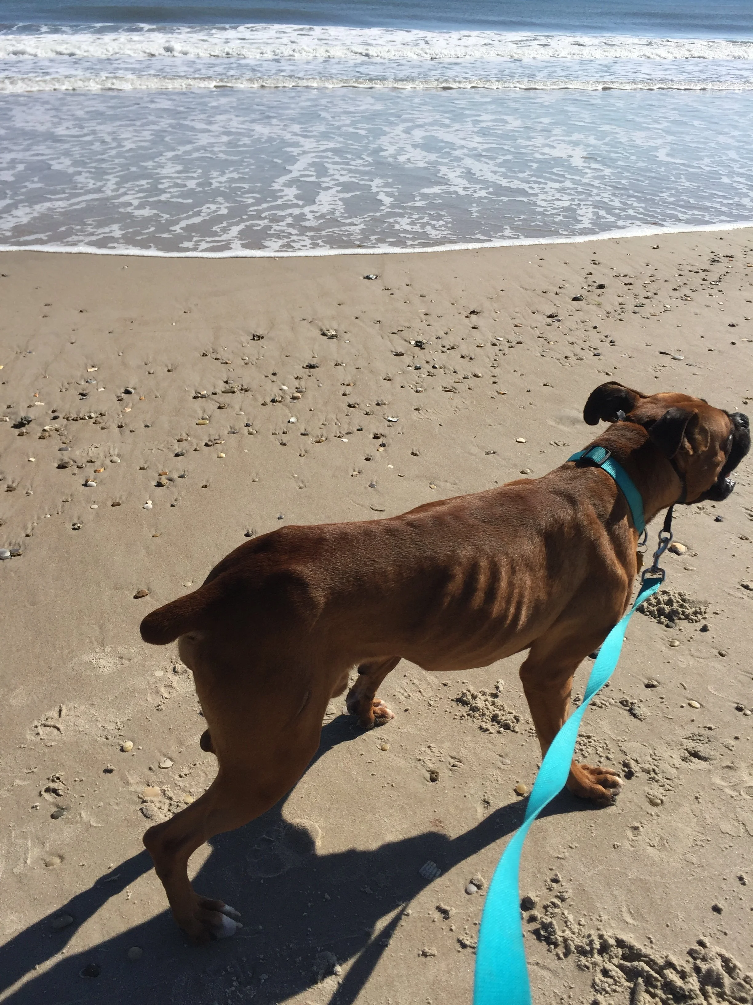 Ollie was living on the street. Someone took him to a shelter and named him Ollie. This photo was taken by his foster mom!