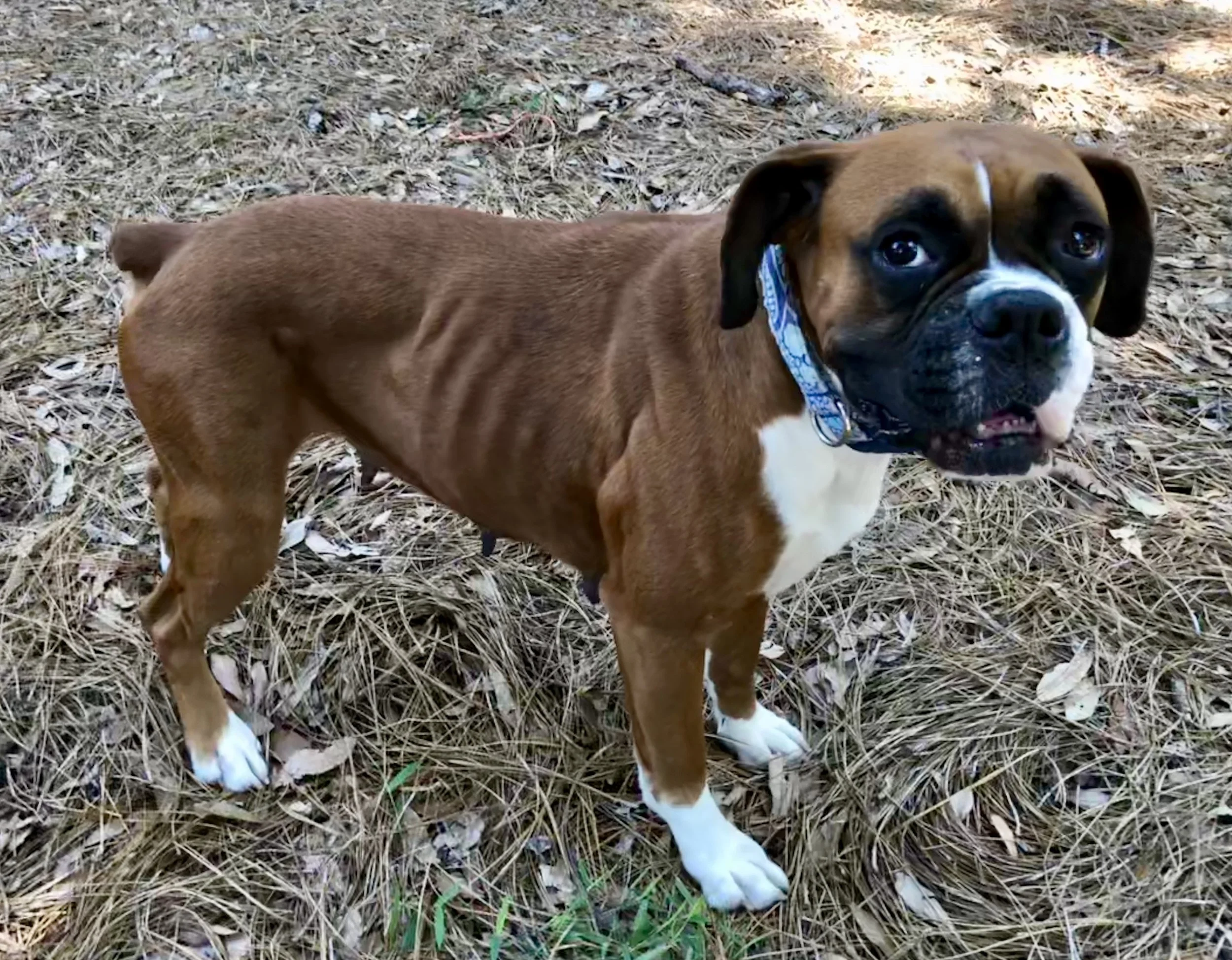 Foster Minnie…. The sweetest dog we’ve ever had