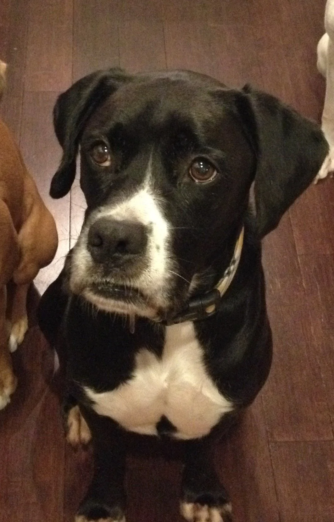 Connor was our first dog we adopted together soon after we got married. A Boxador (Lab/Boxer). We loved that boy sooo much.