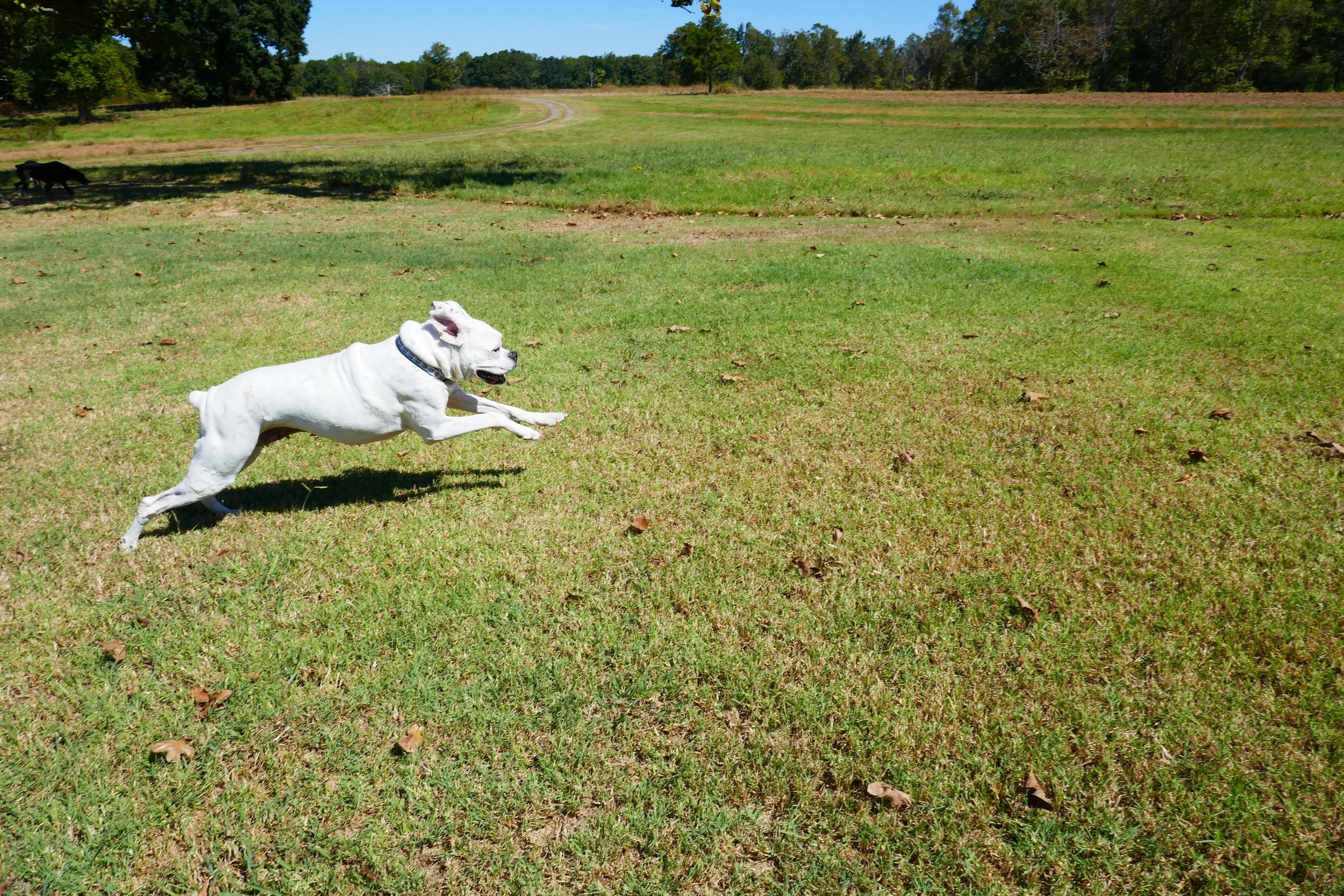 Emma-dog running free! She was such a happy, sweet girl.