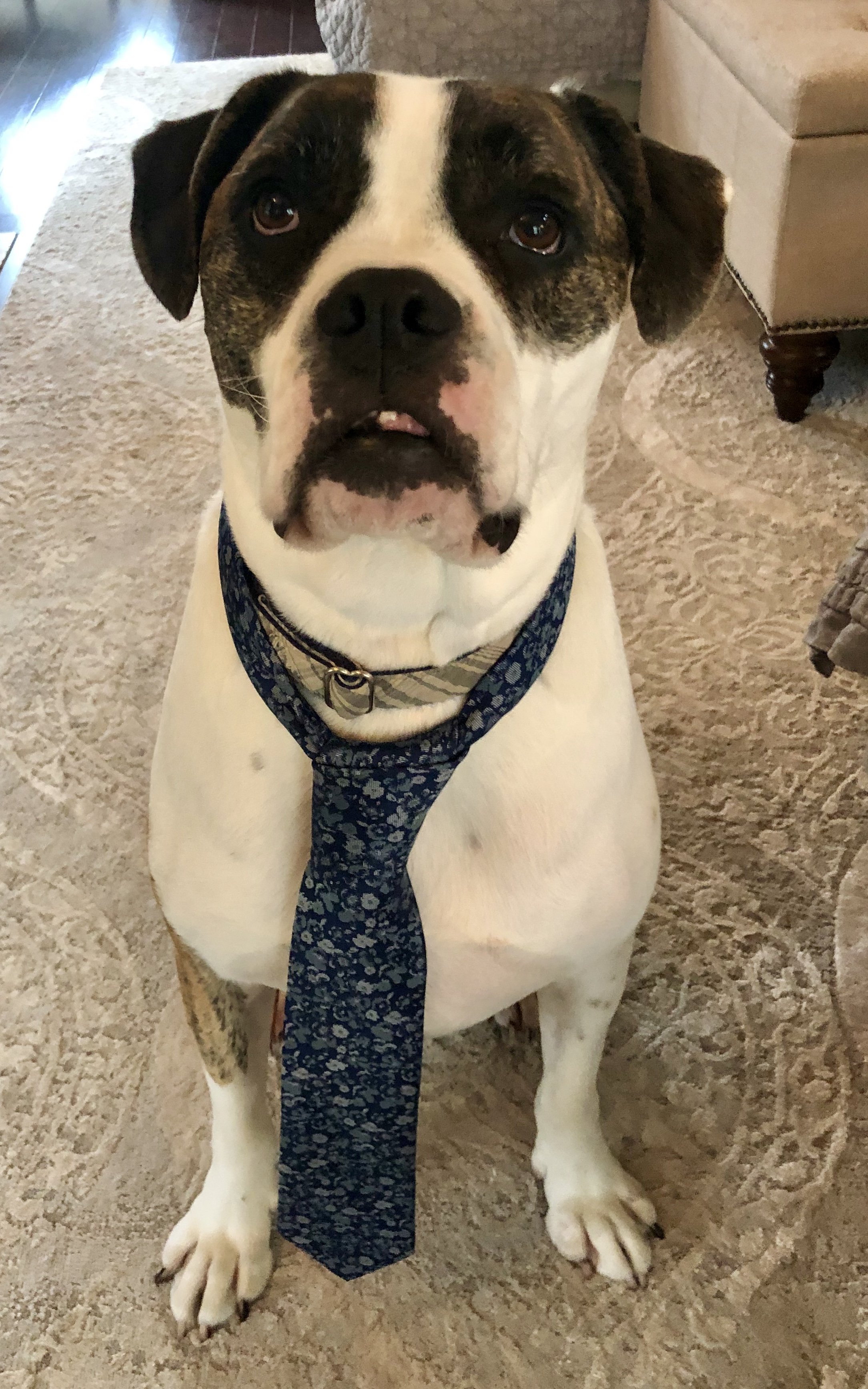 Foster Weezer - he was a handful!!!