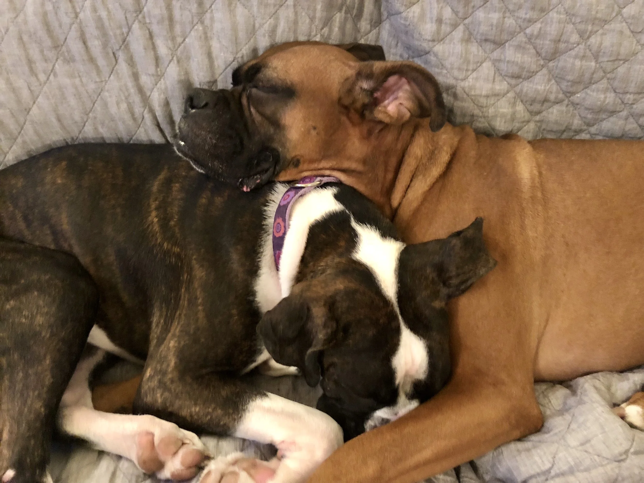 It wasn’t working out in her new home, so she came back…