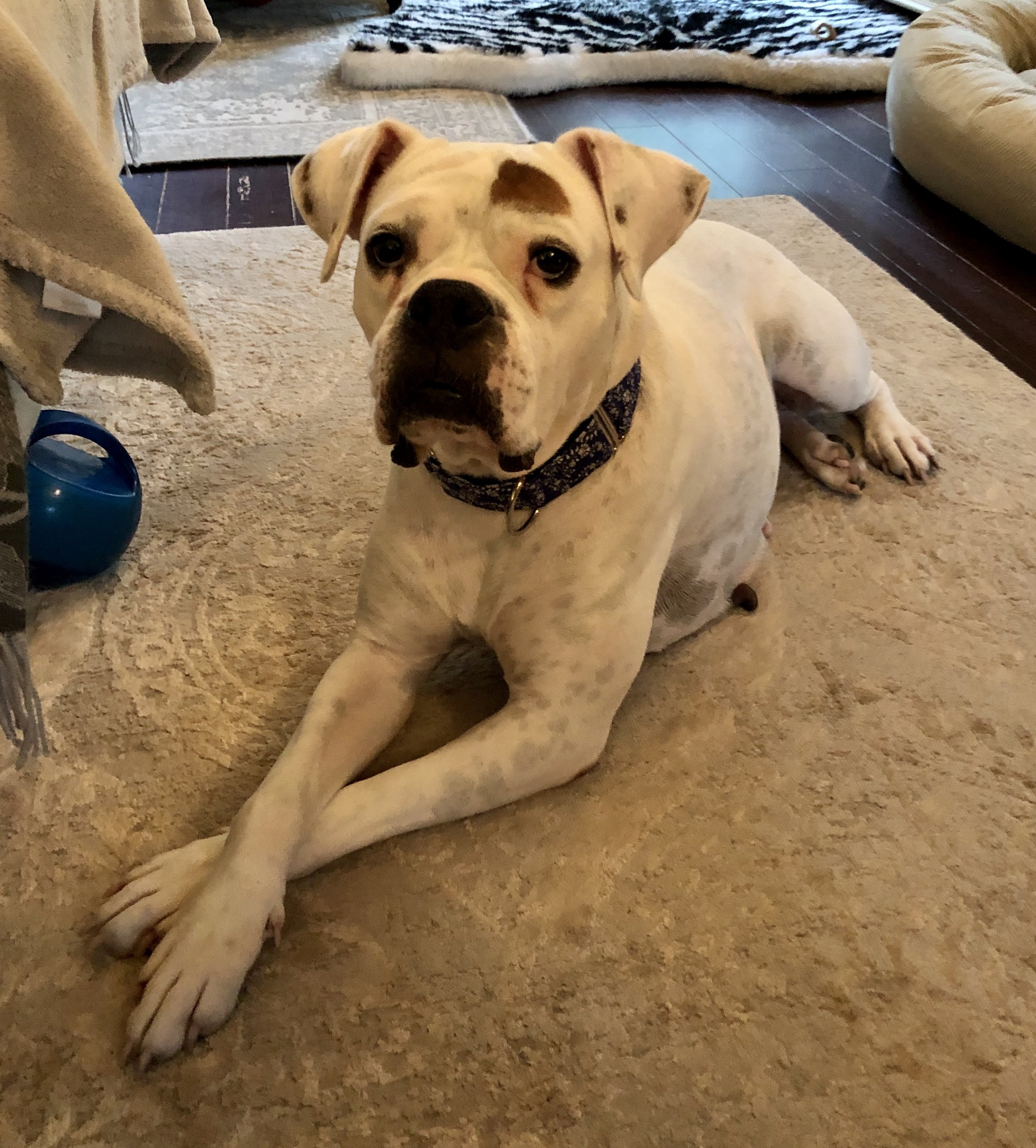 Foster Fiona. I was her very first human. She bonded to me so hard, never let me out of her sight!