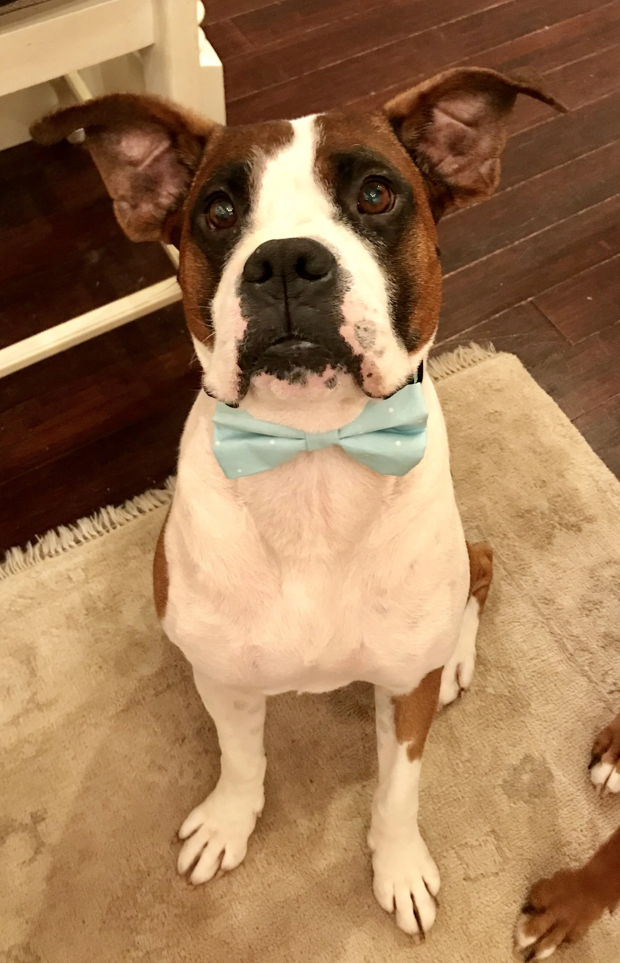 Foster Odie stole my heart. Luckily I found a home for him right in my neighborhood. I offered free dog-sitting for life and they took me up on it!! :)