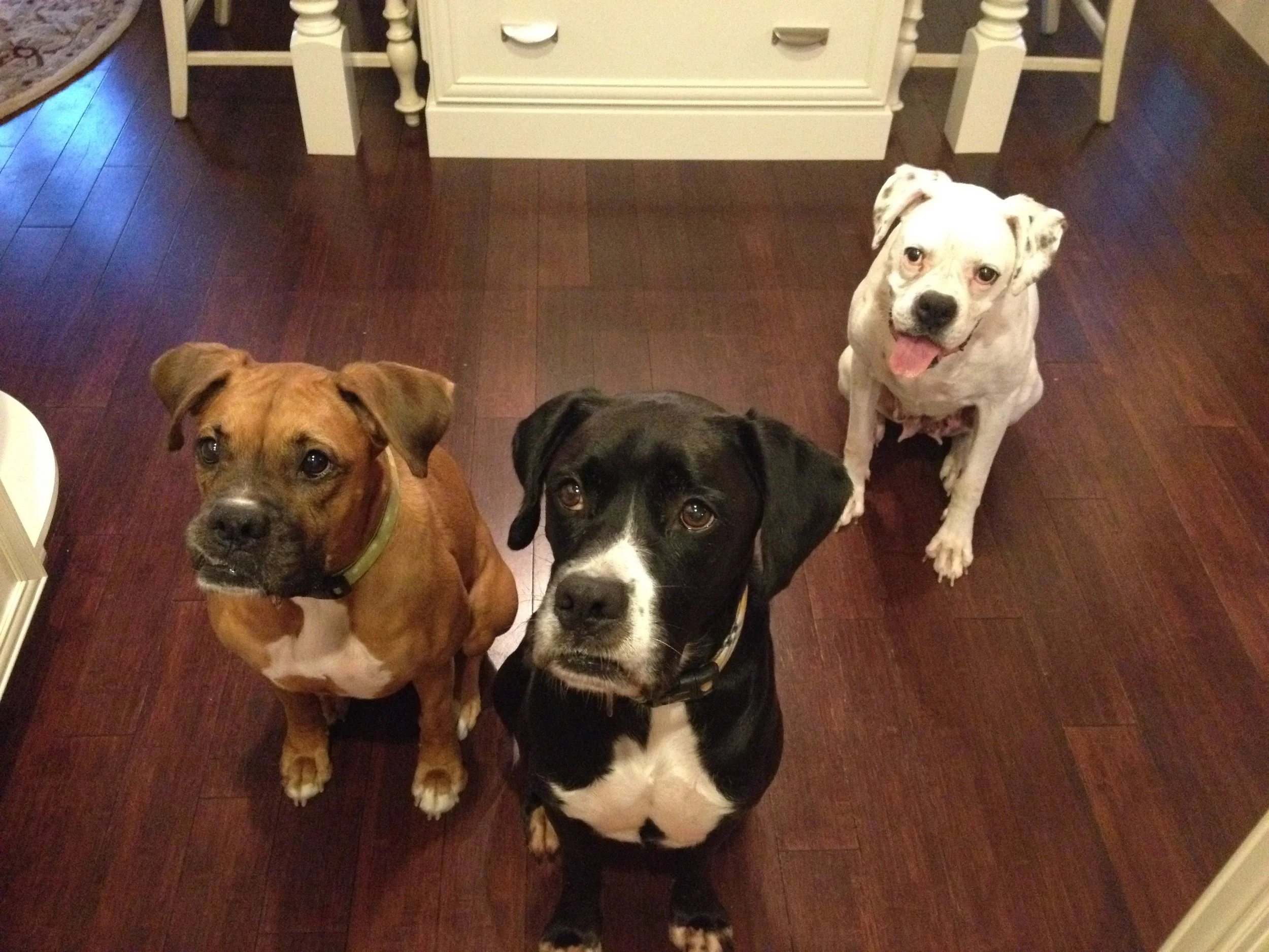 Gigi, Connor and Emma. Gigi and Connor were so bonded.