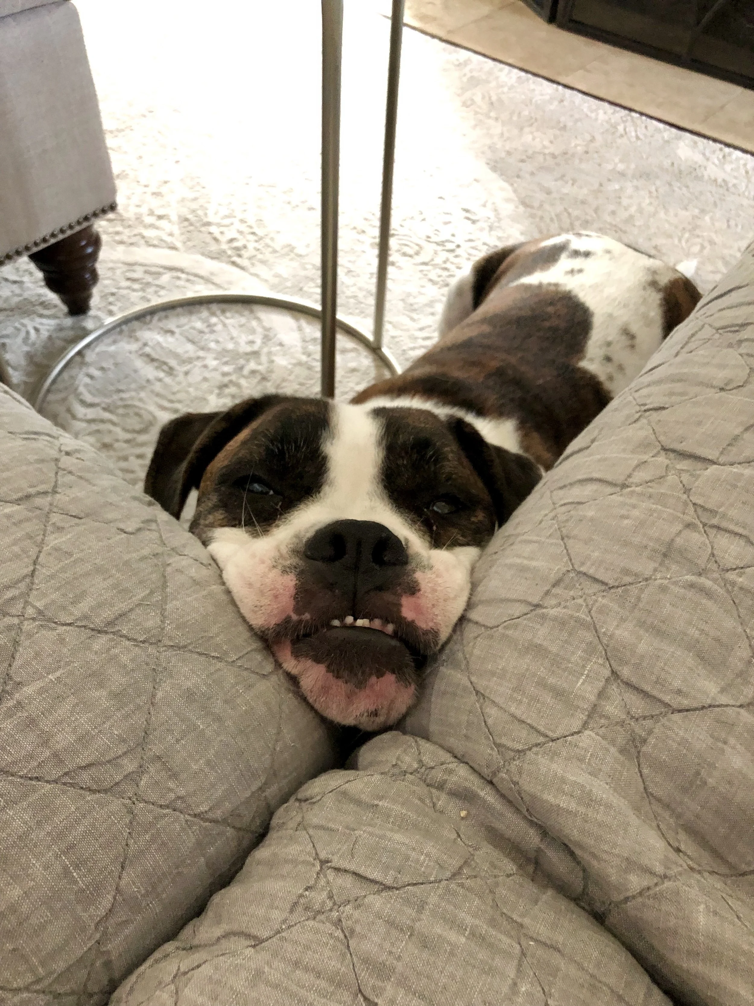 Very sweet boy! Found a wonderful home.