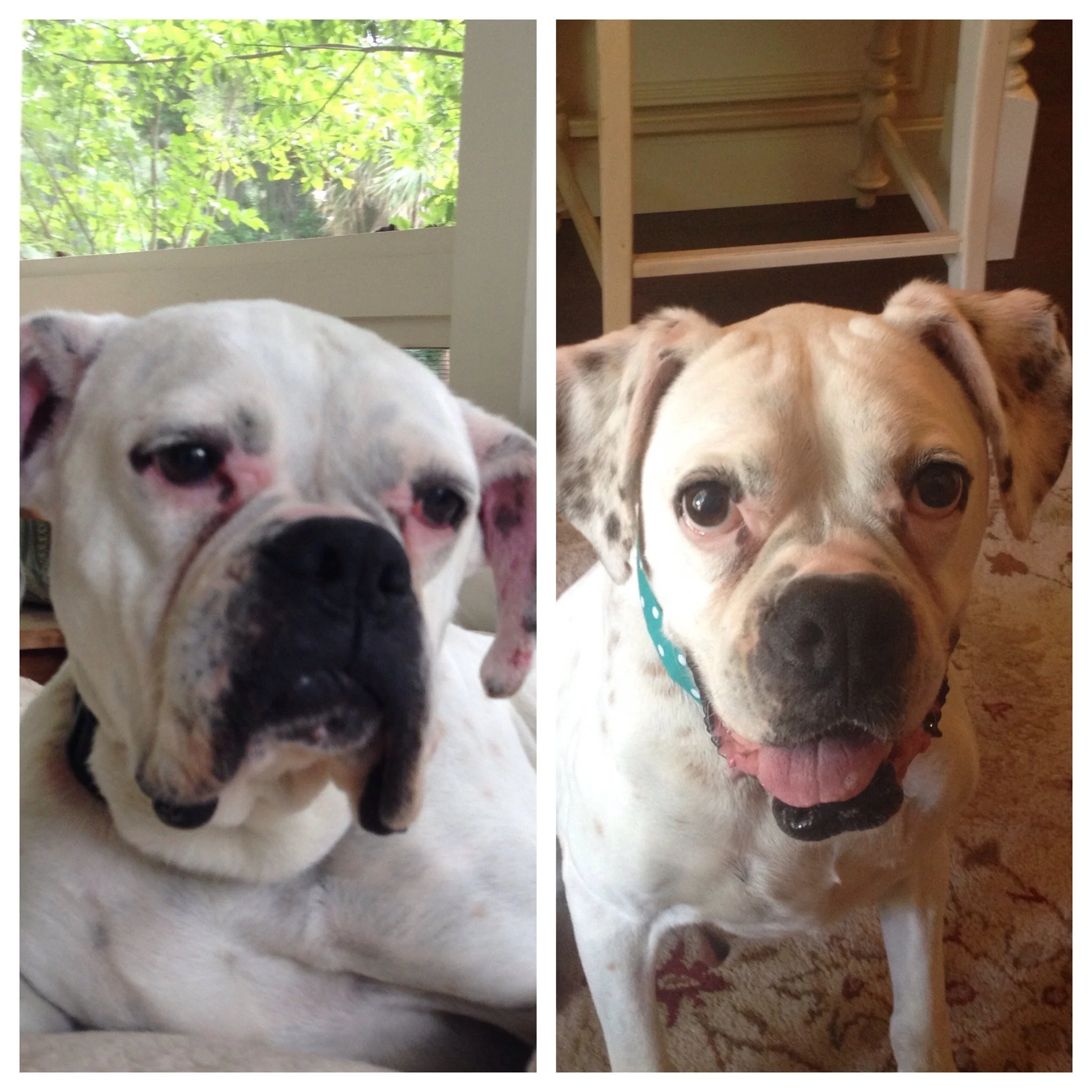 Foster Emma-dog. On the day she arrived and then after about a week with us. She had a golf ball size MCT on her side when she arrived. She was only expected to live a few months, but she lived with us for 3 years.