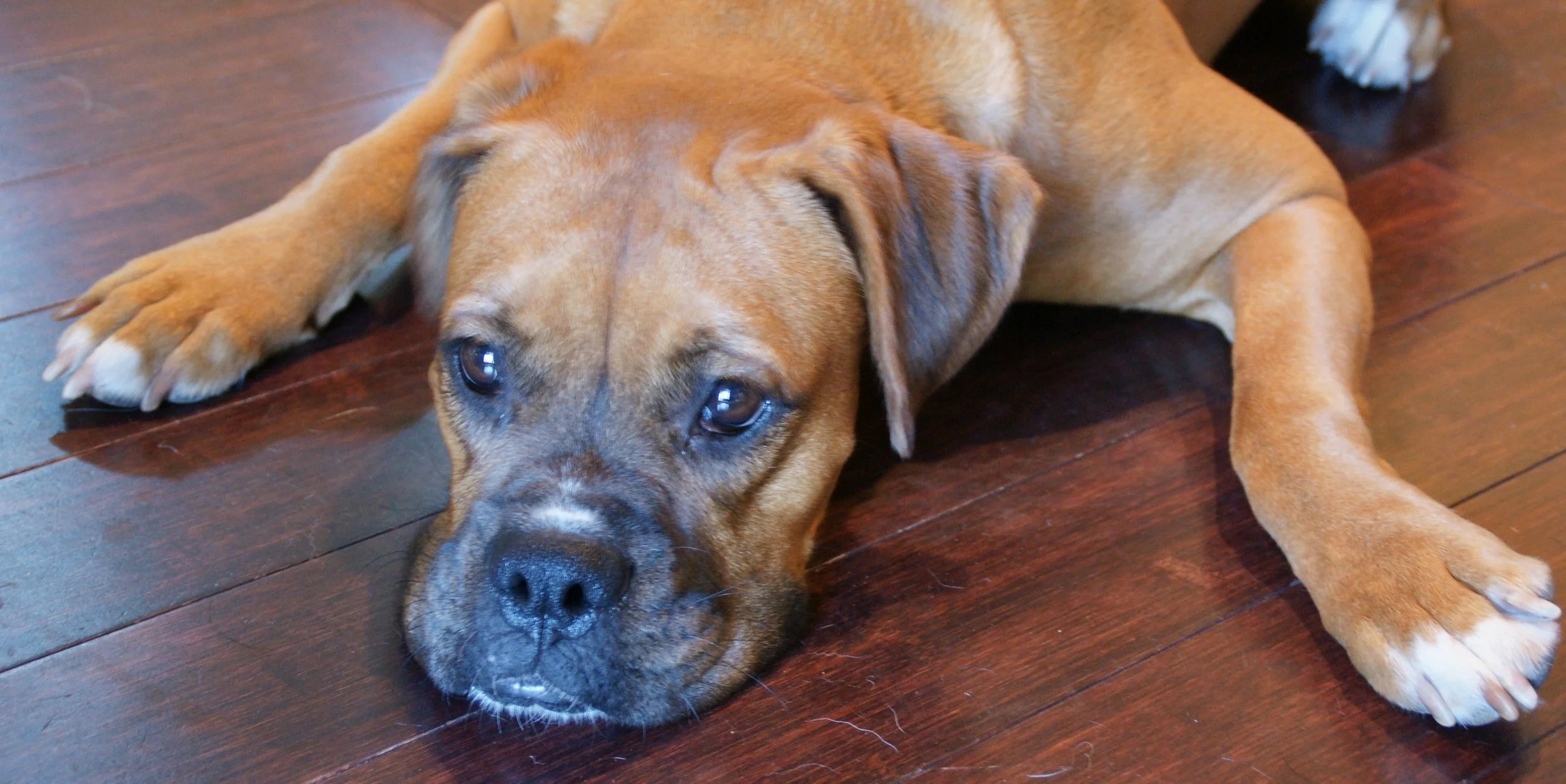 Georgia (Gigi) First attempt at fostering and foster failed in 0.6 seconds.
