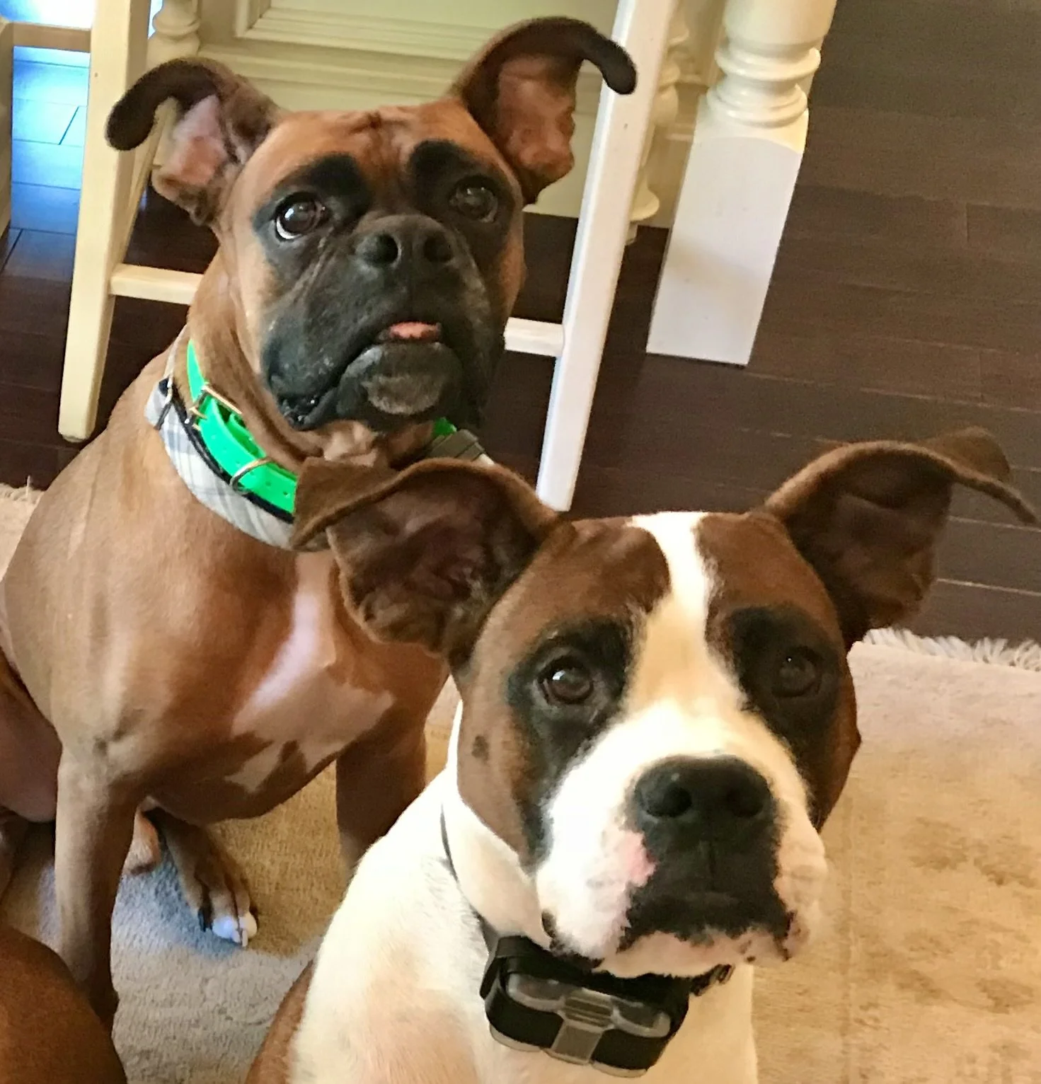 Ollie and Odie - the ears!