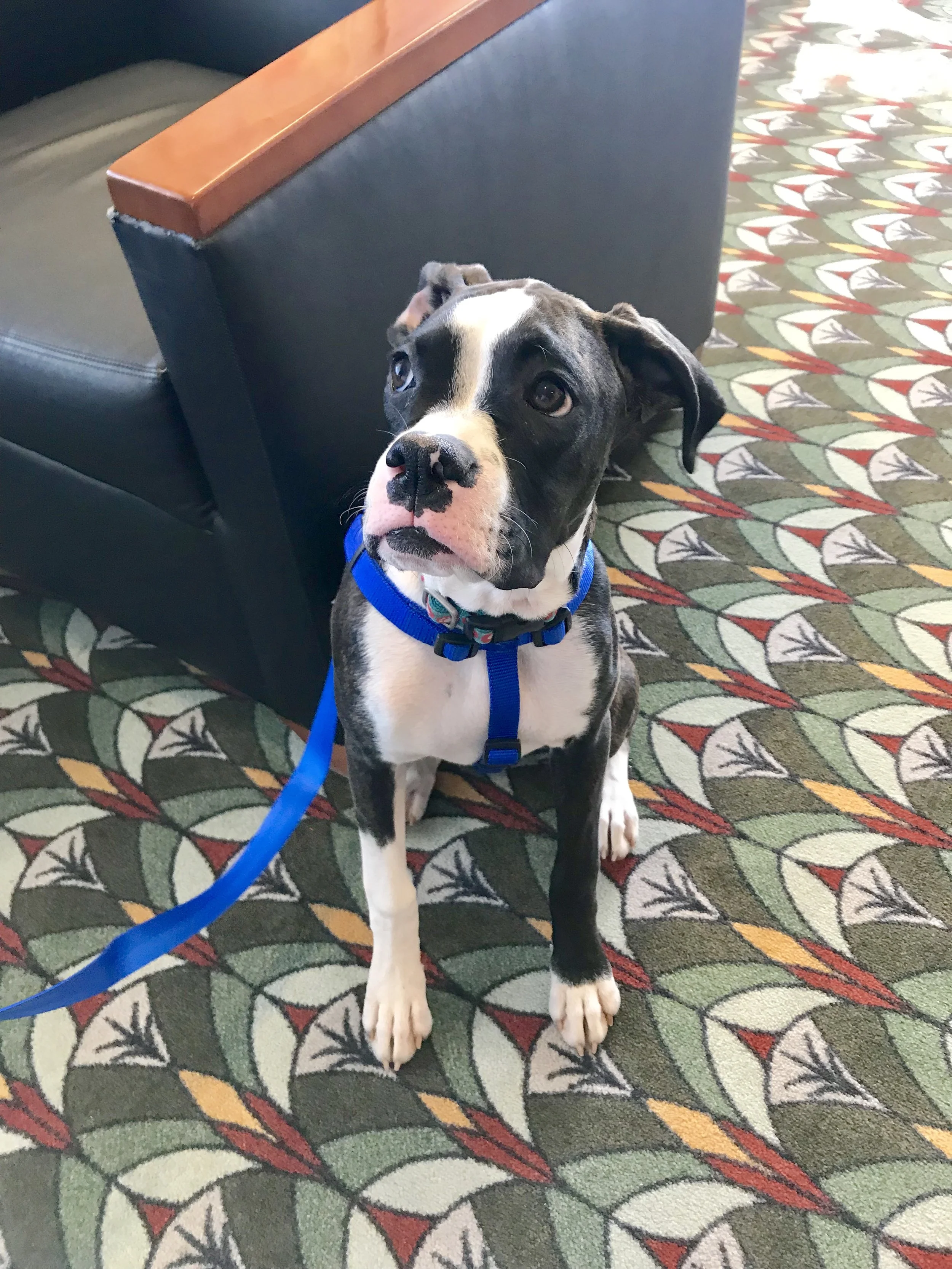 Foster Sophie was 5 months old when we picked her up from a Boxer rescue in Knoxville. We were her 3rd home! We were told not to even think about keeping her.
