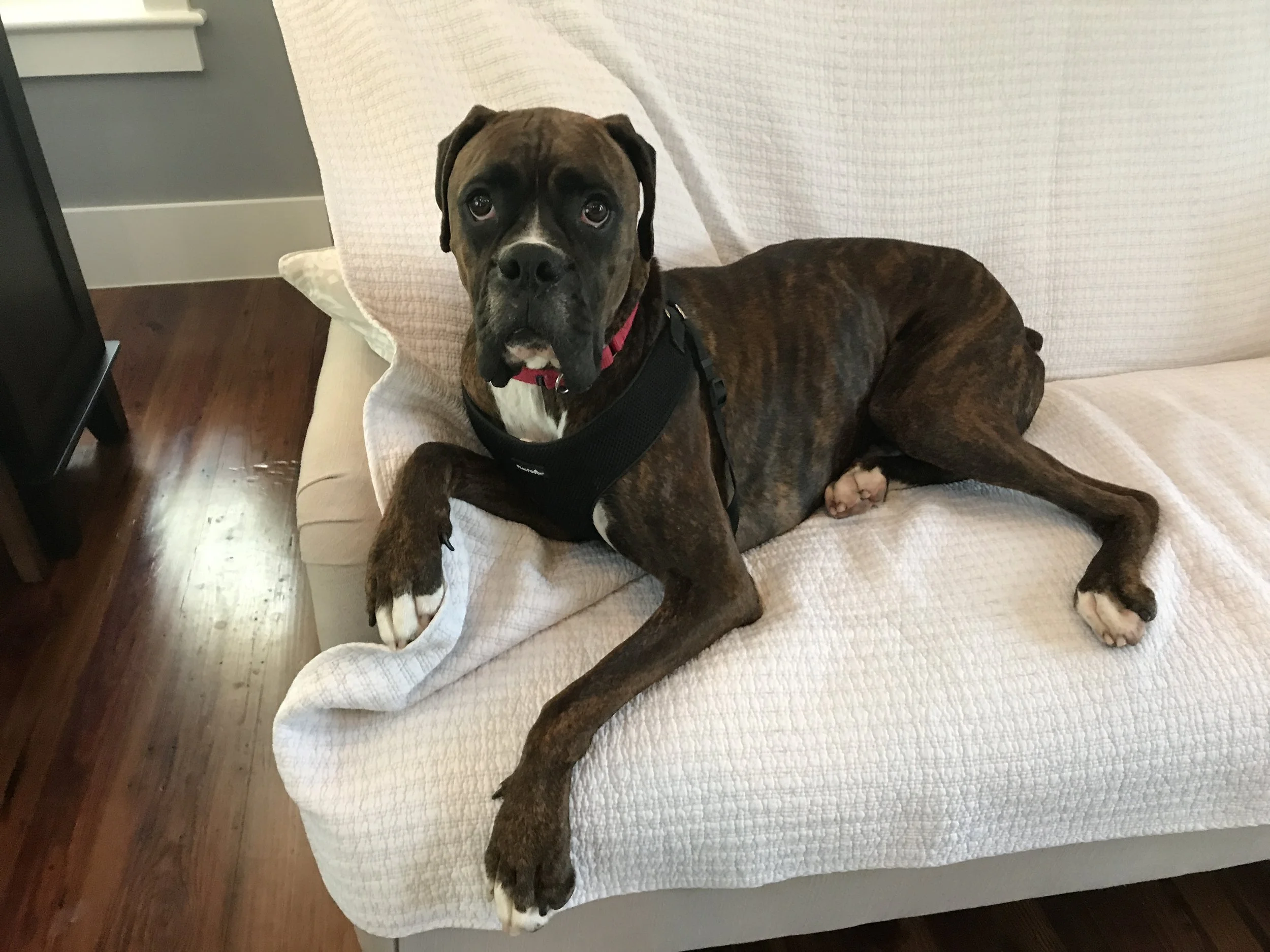 This guy only stayed with us for a day. He went to a great home!