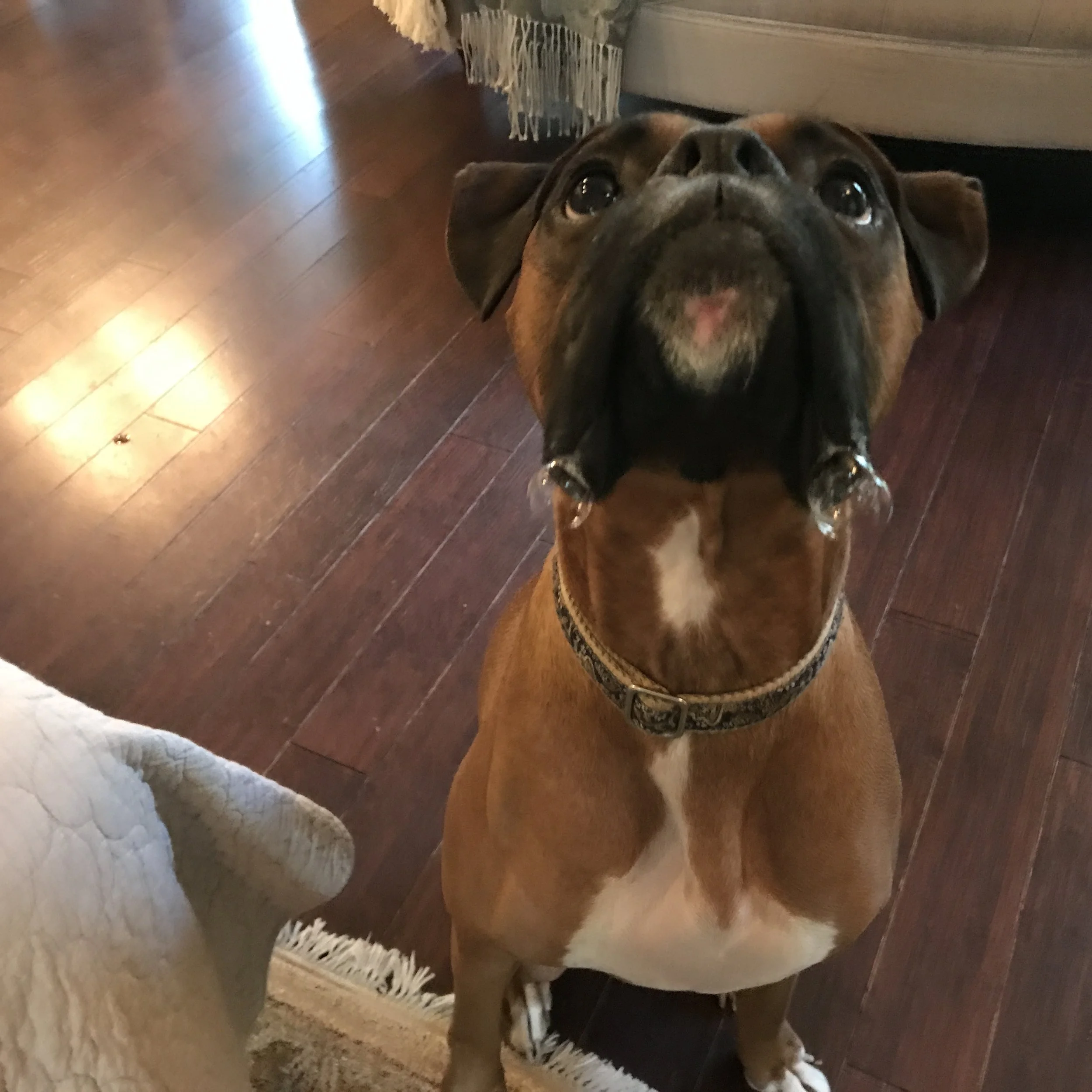 Woody was an owner-surrender. His first parents really loved him, but they knew he couldn’t have the life he deserved with them. He is now 13 and doing great. Love this boy so much!