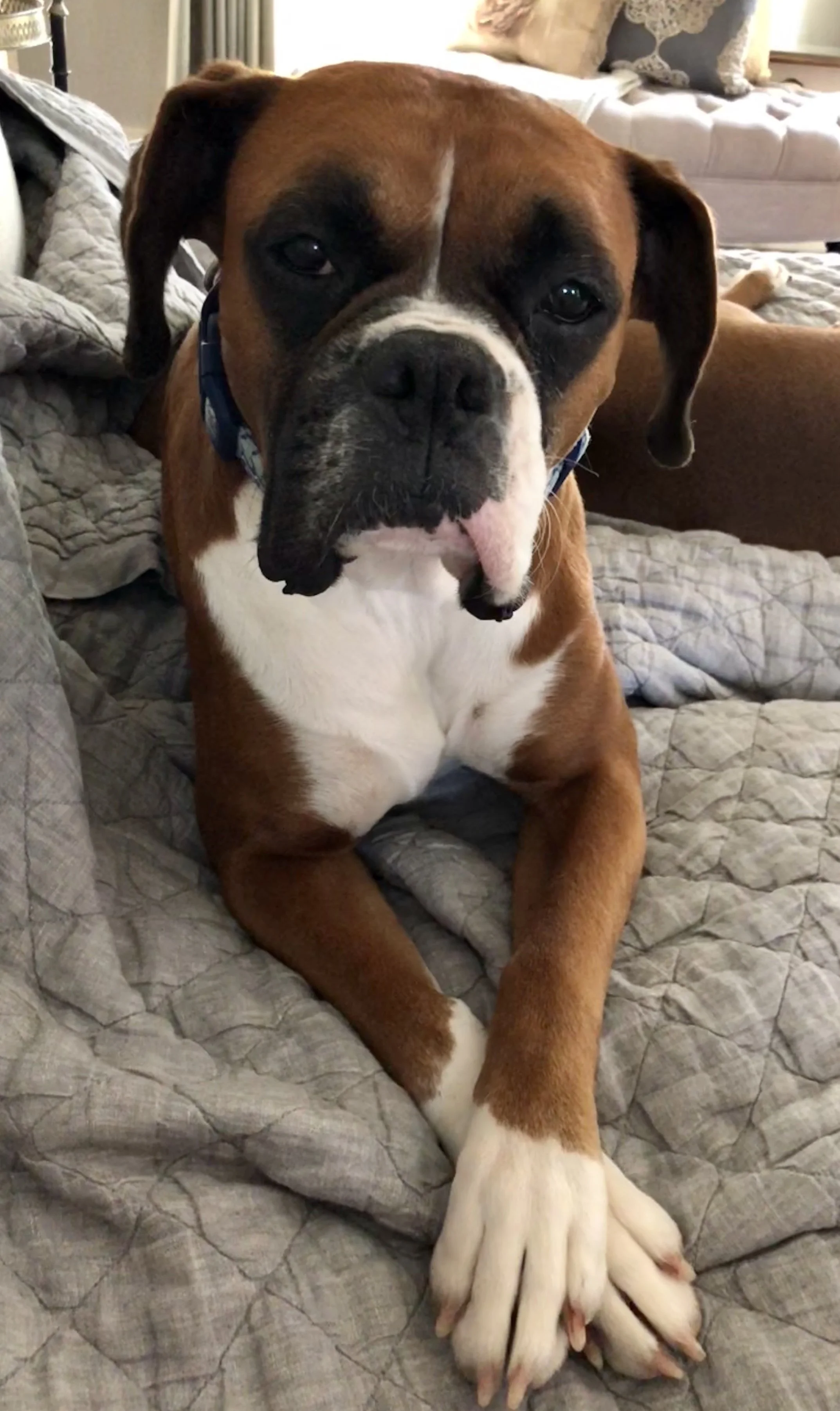 She never got well… She lived with us for 6 months before we discovered she had cancer that had progressed beyond treatment. 6 months was not long enough for her to have the good life she deserved…