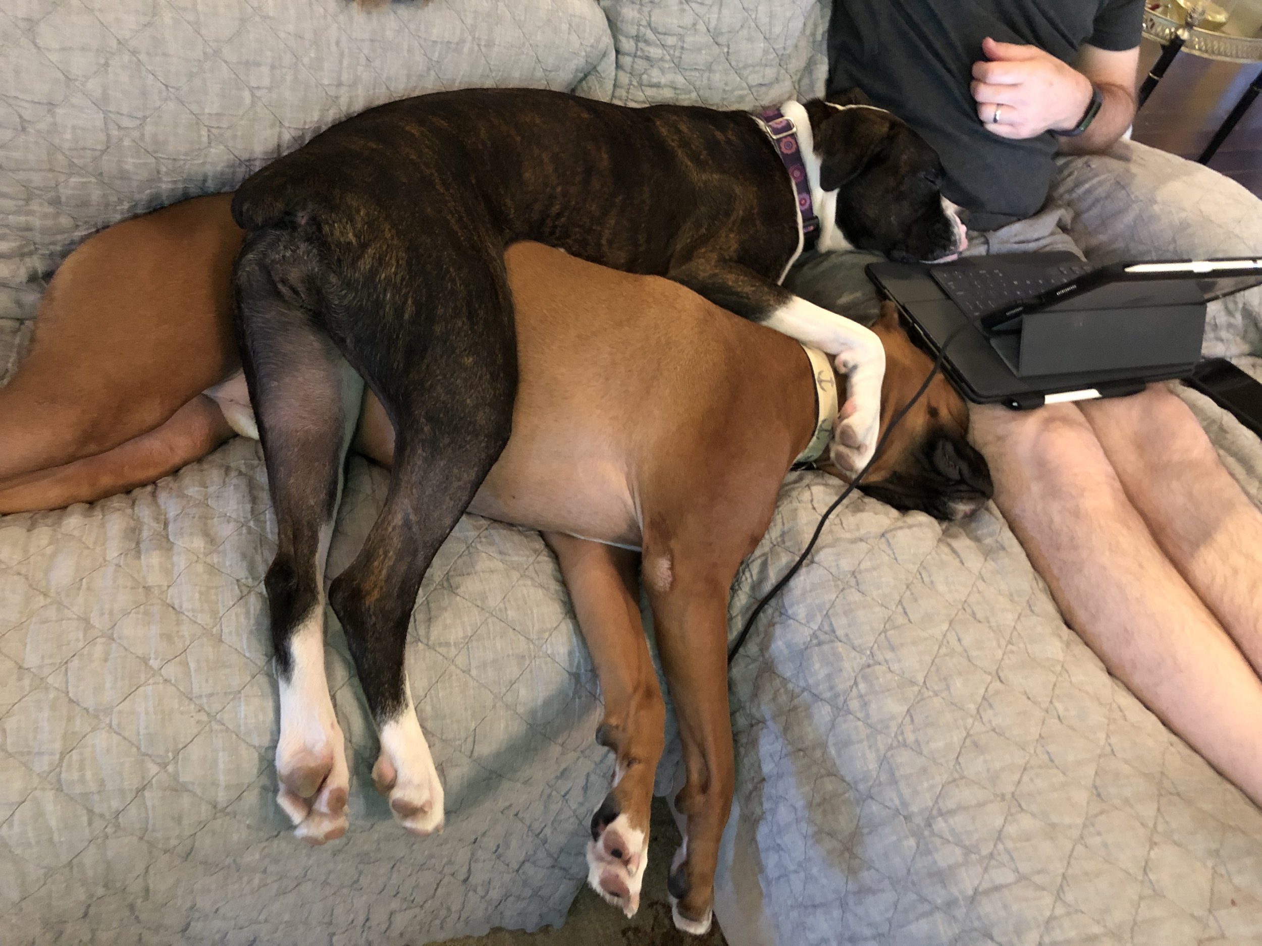 Woody and Sophie are both still doing great. They love their baby brother and sister, Rory and Byrdie!