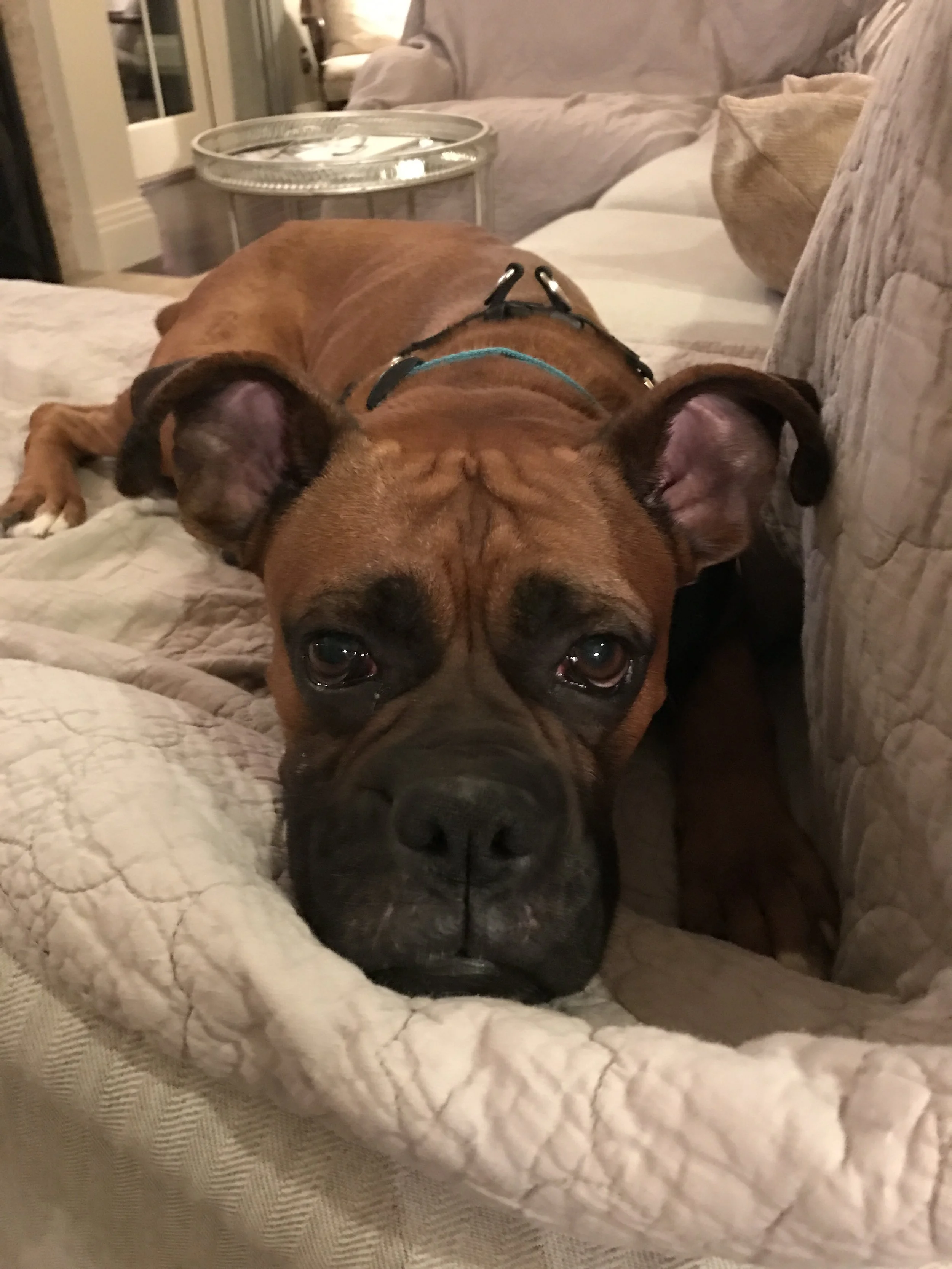 Ollie went to a home nearby where it wasn’t working out. The rescue asked if we could pick him up and just keep him overnight. 