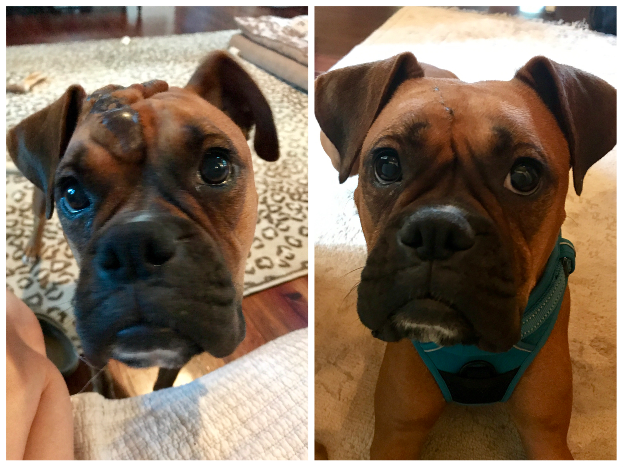 Foster Lulu head a really weird looking growth on her head. We got her the plastic surgery she needed and… what a cutie!! She went to a wonderful home where she is adored!