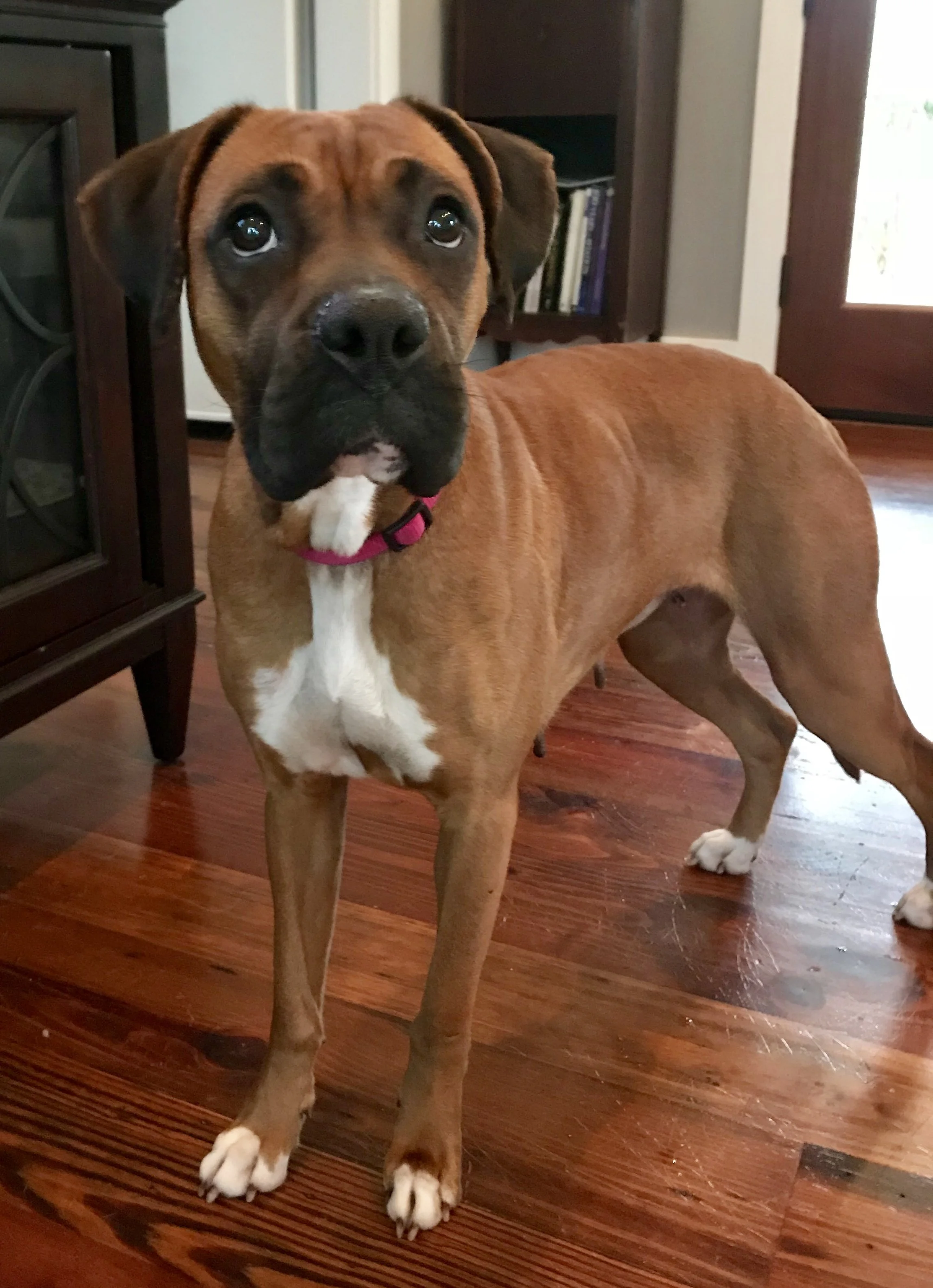 Foster April. She was so scared…