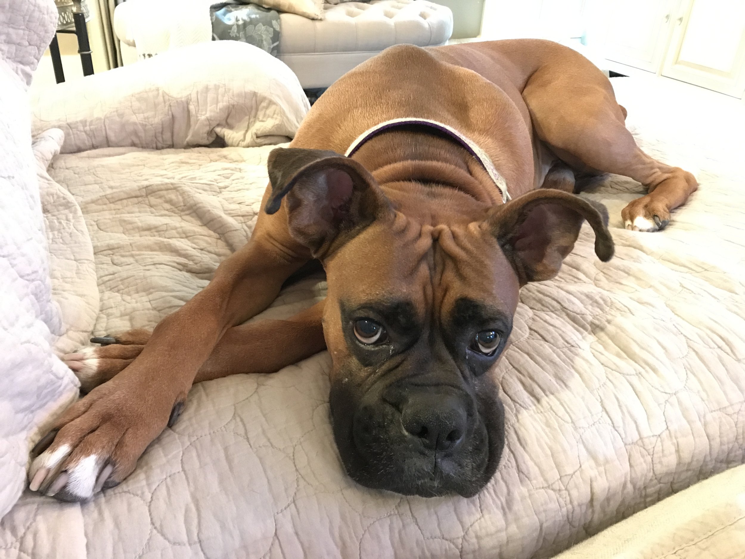 Those eyes. Those ears!!