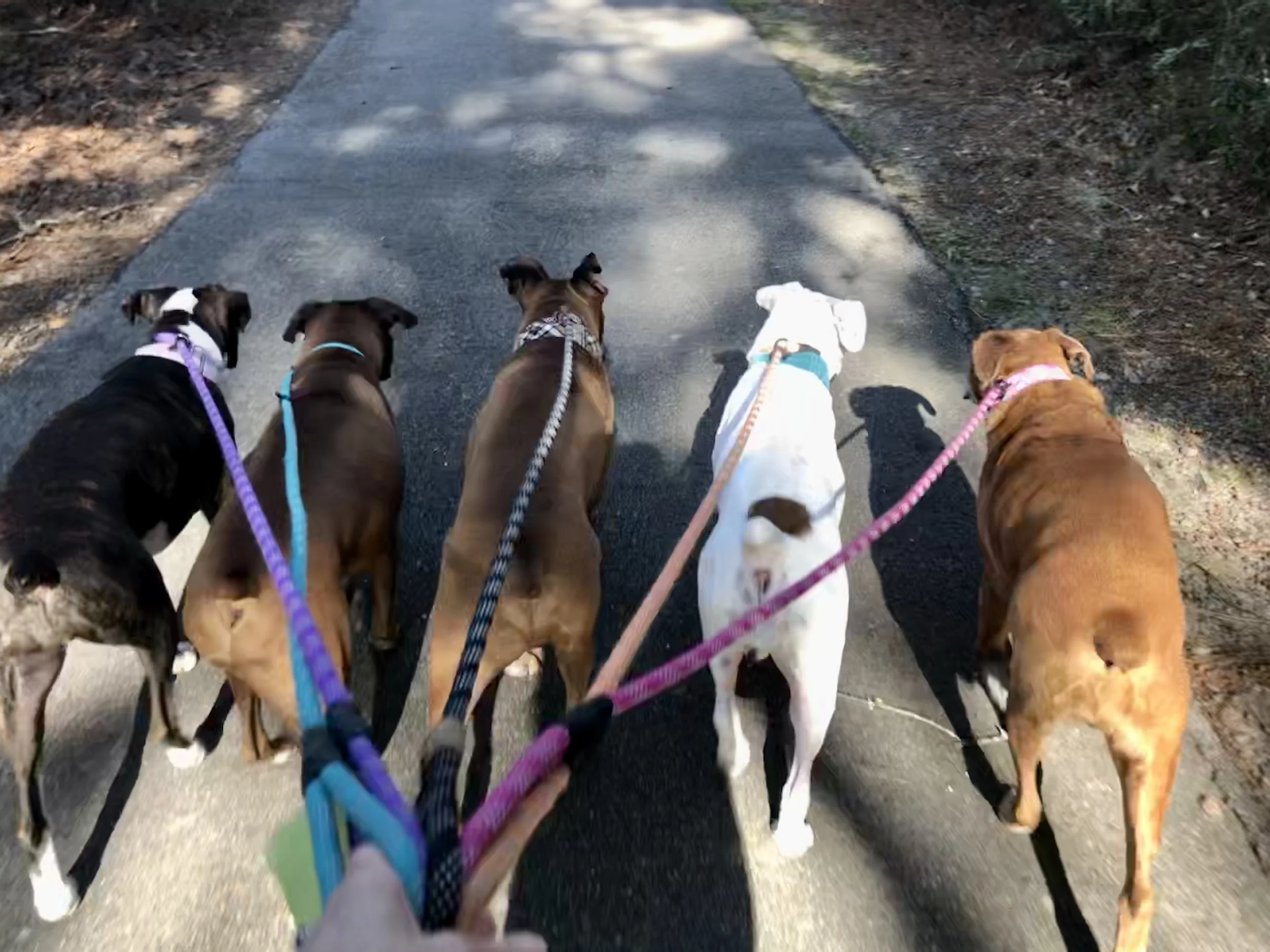 5 dog walk! Sophie, Woody, Ollie, Fiona and Gigi