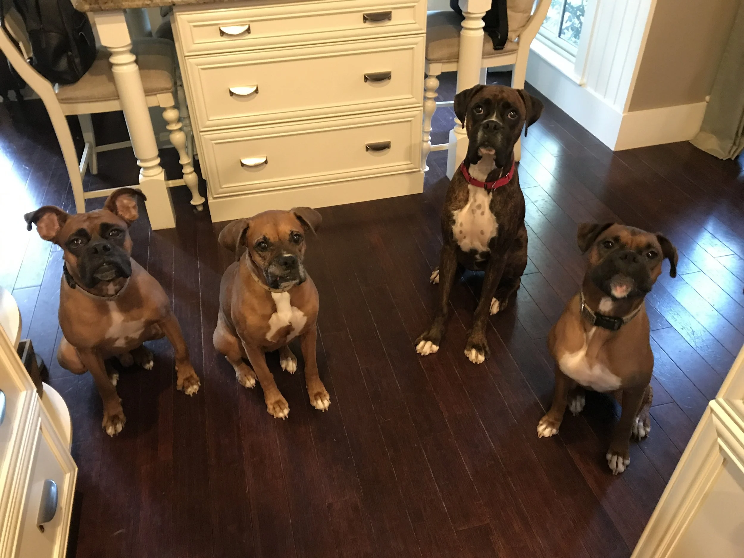 Ollie, Gigi, Rocky, Woody
