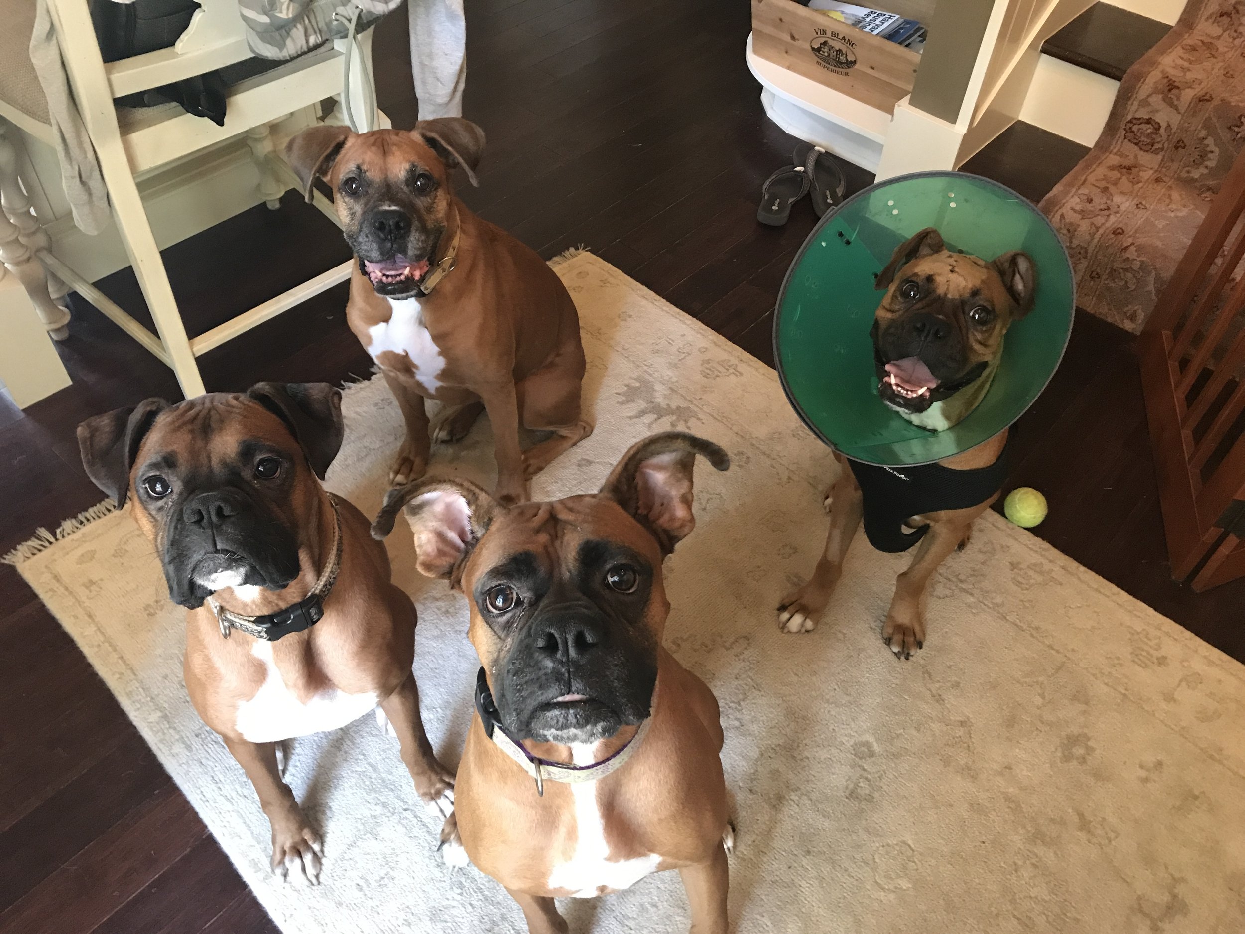 Gigi, Woody, Ollie and LULU!