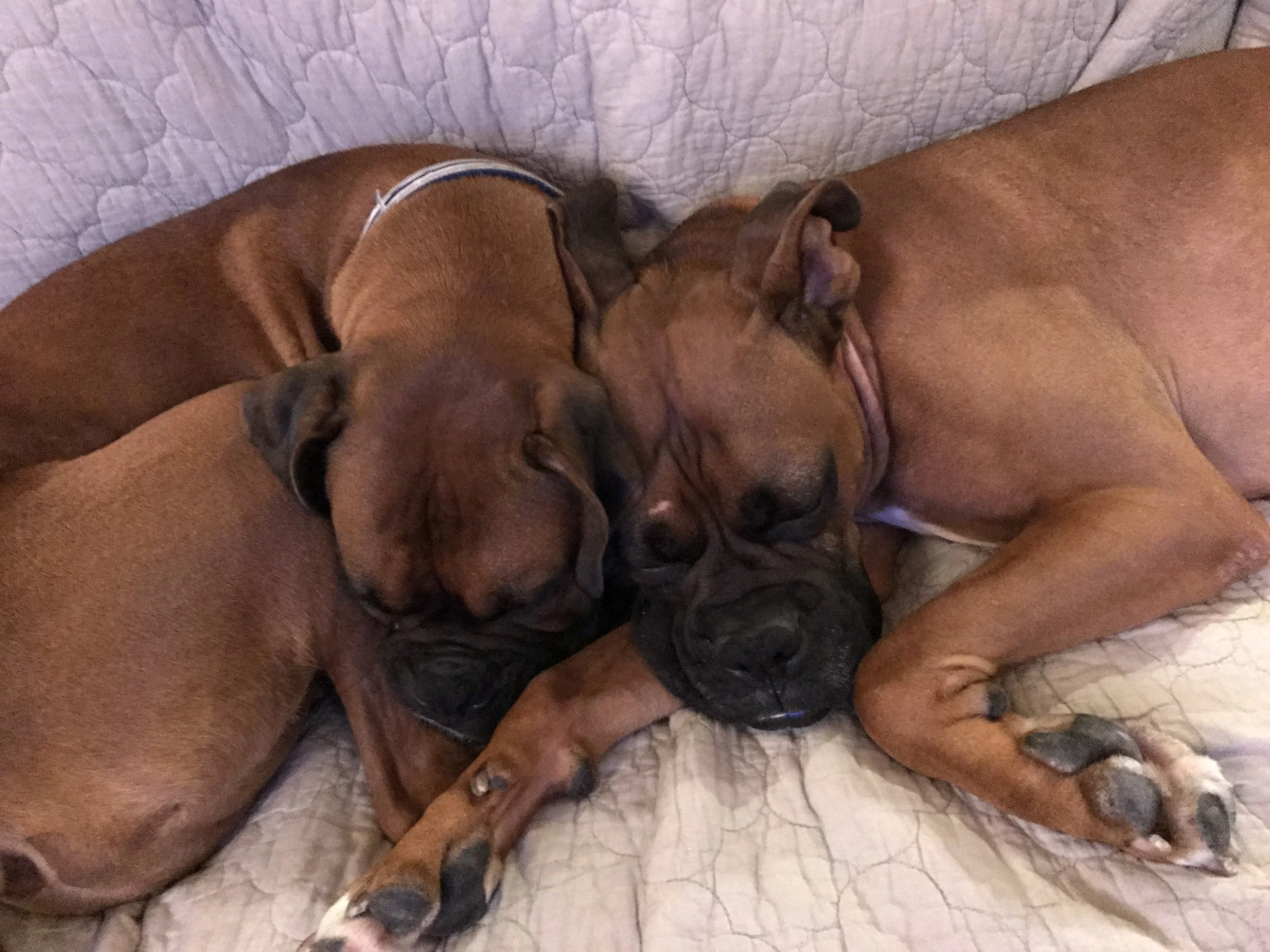 He stayed forever. Woody wasn’t going to let him leave! They were best friends instantly!