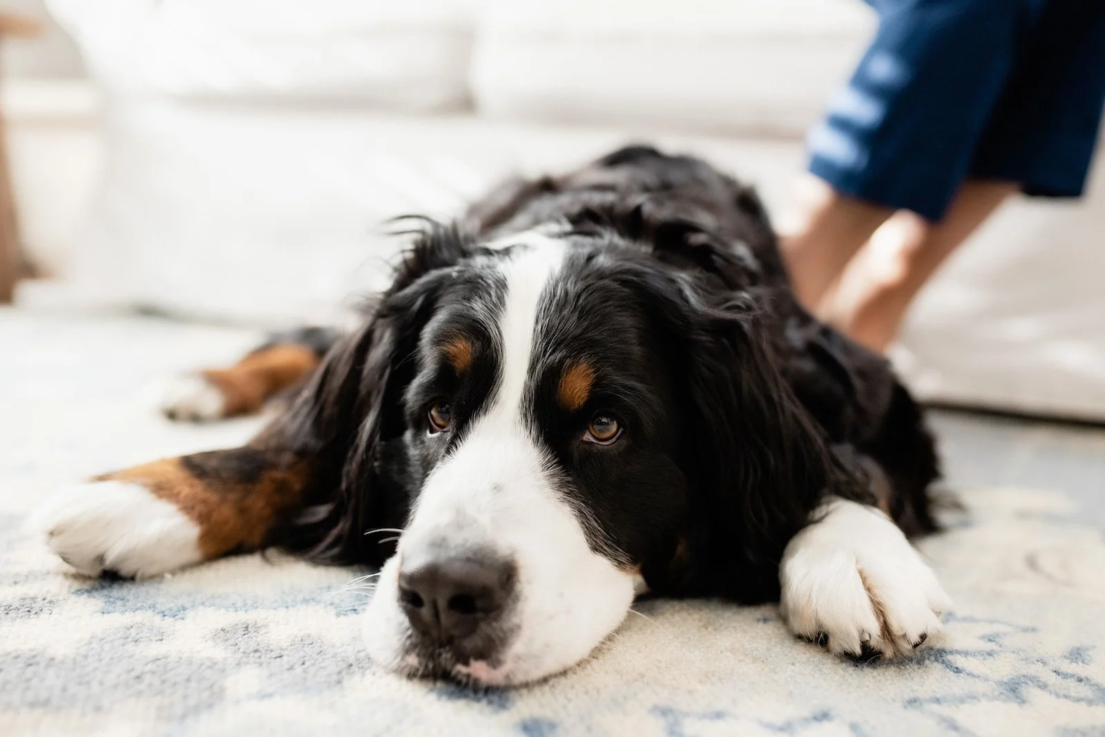 A tired Bernese Mountain Dog lying on a rug with a person standing behind it, showing only their legs and feet.
