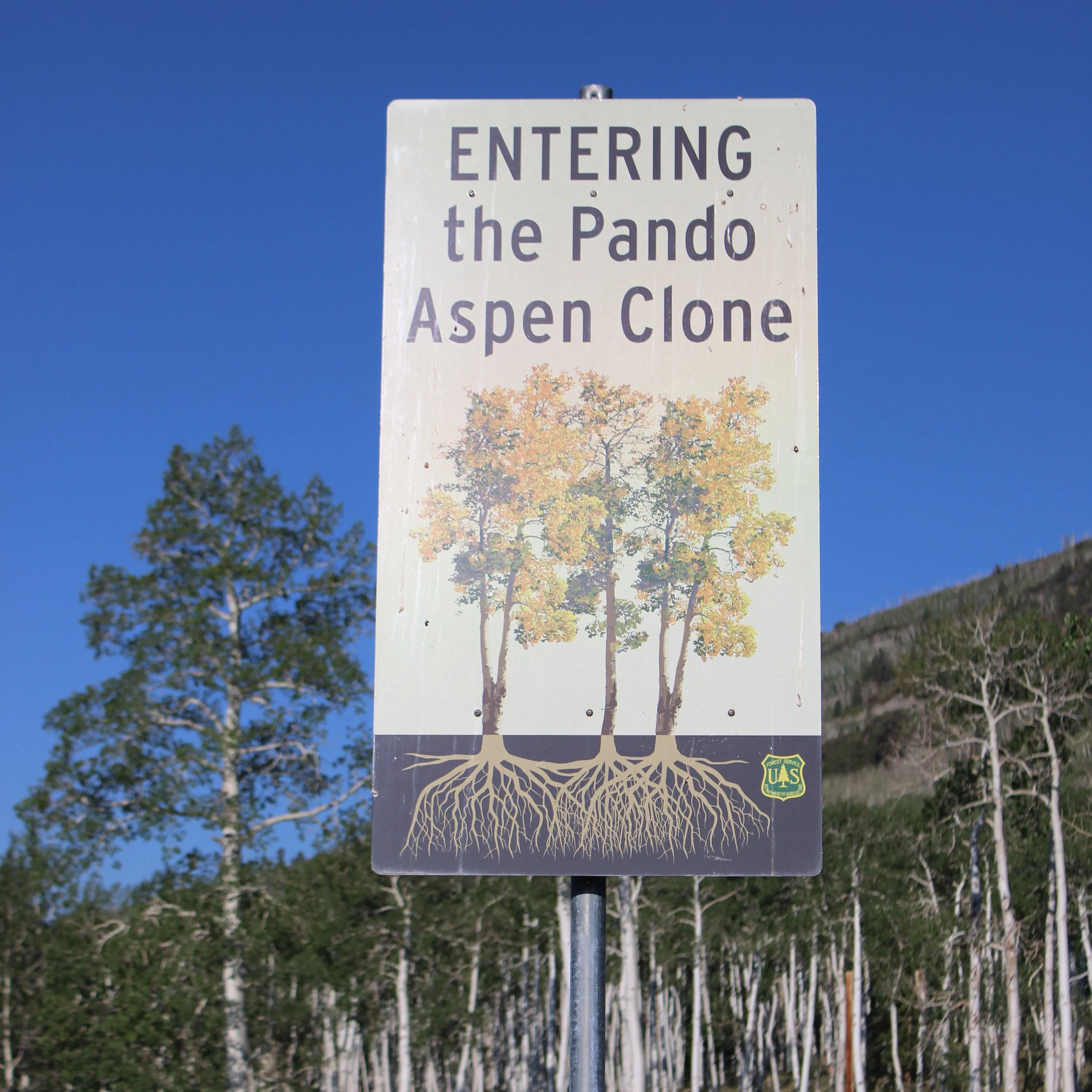 World's largest clonal colony of Quaking Aspens (Populus tremuloides), UT