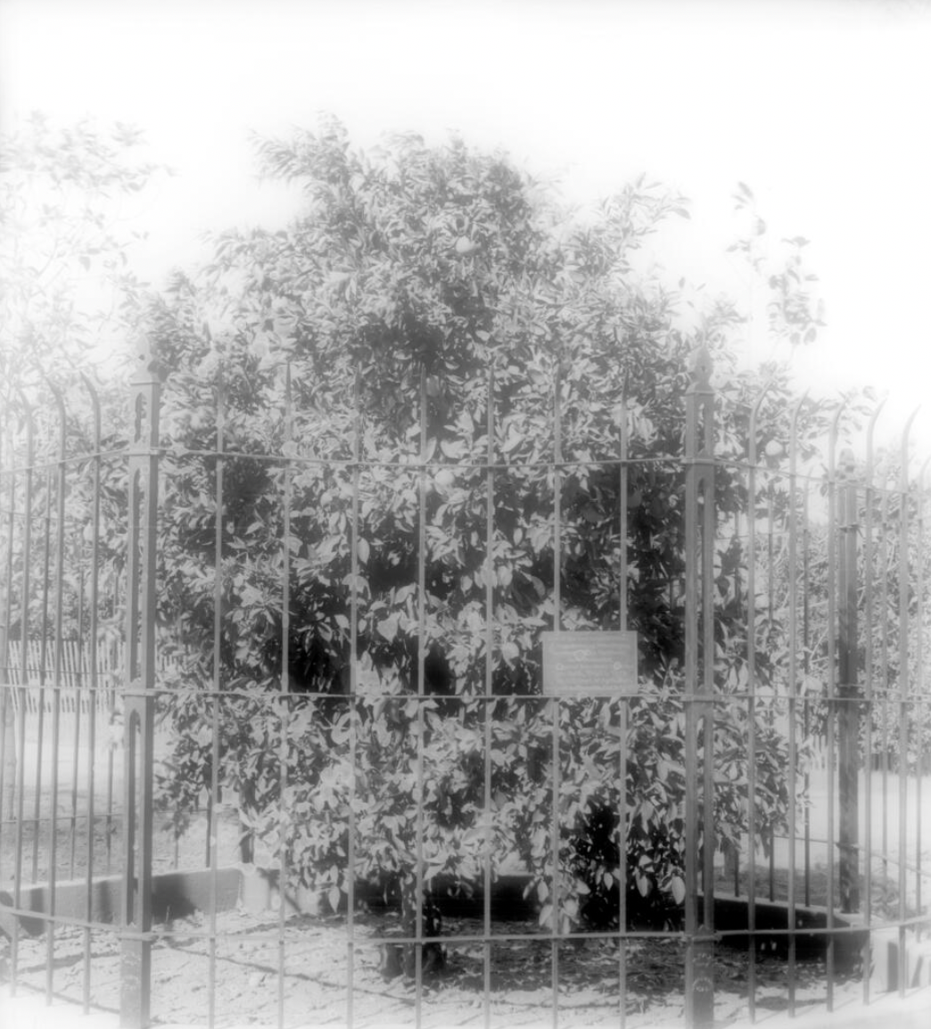 First Navel Orange Tree, Riverside, CA (c. 1890)