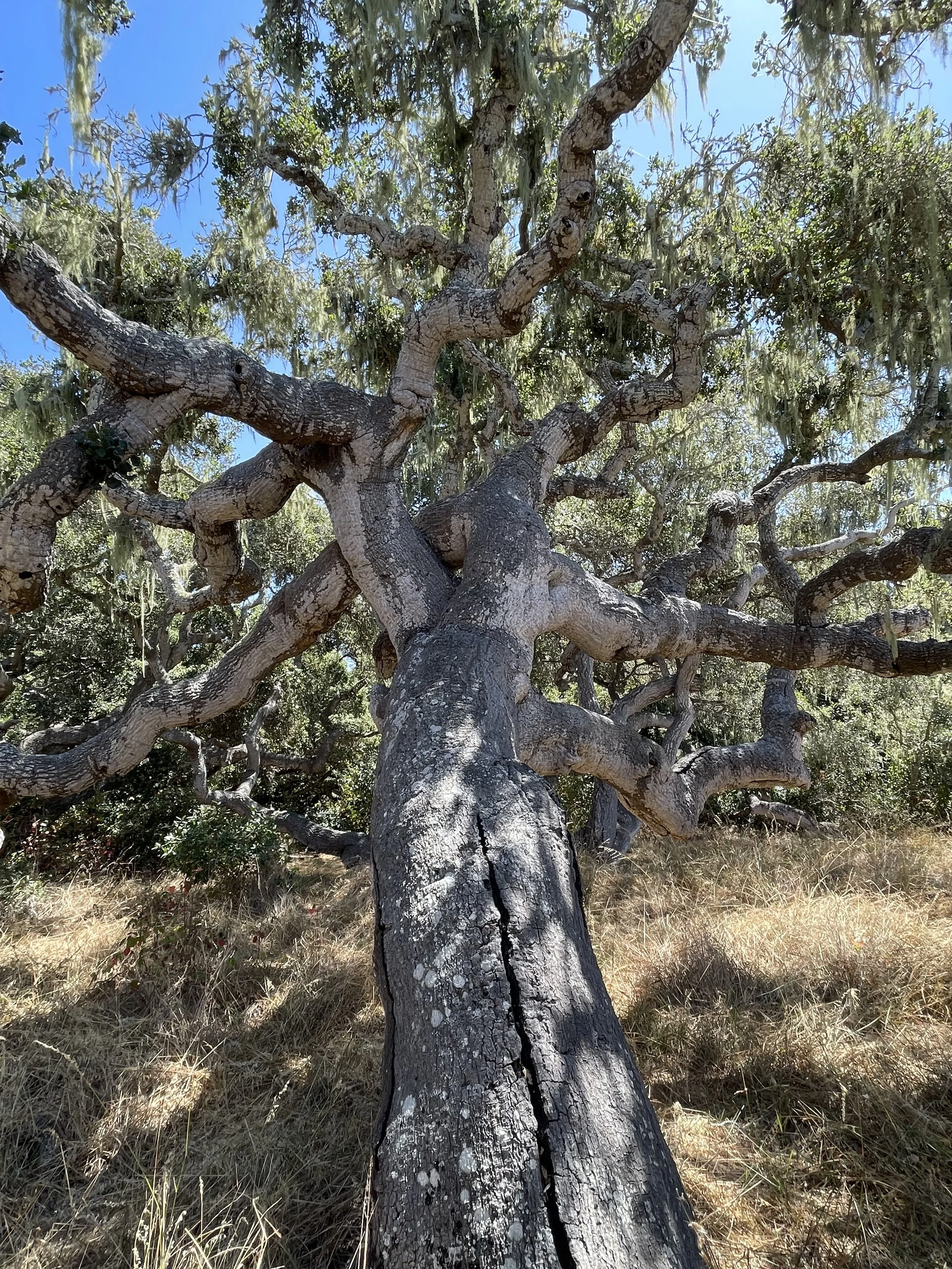 Coast Live Oak branch, Morro Bay, CA