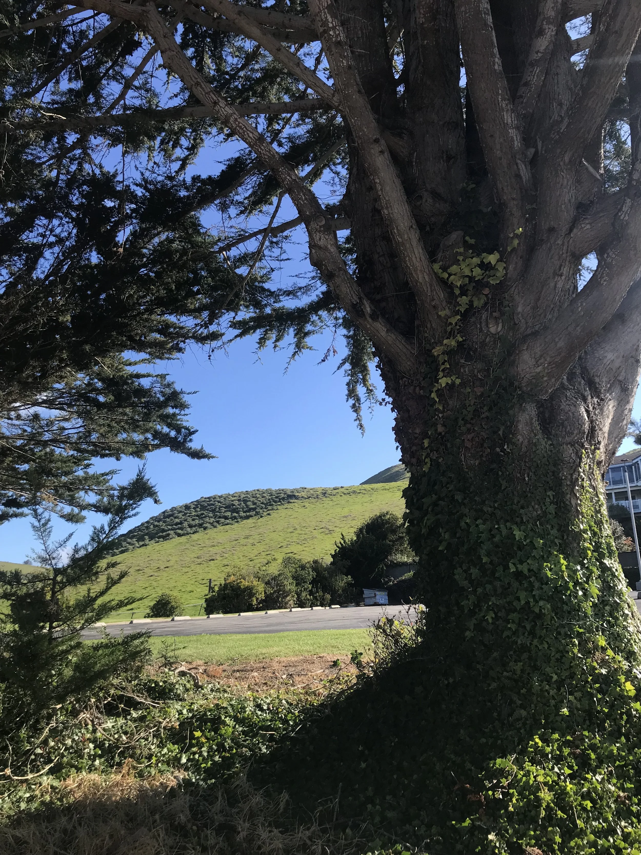 Ivy climbing Monterey Cypress Tree, Morro Bay, CA