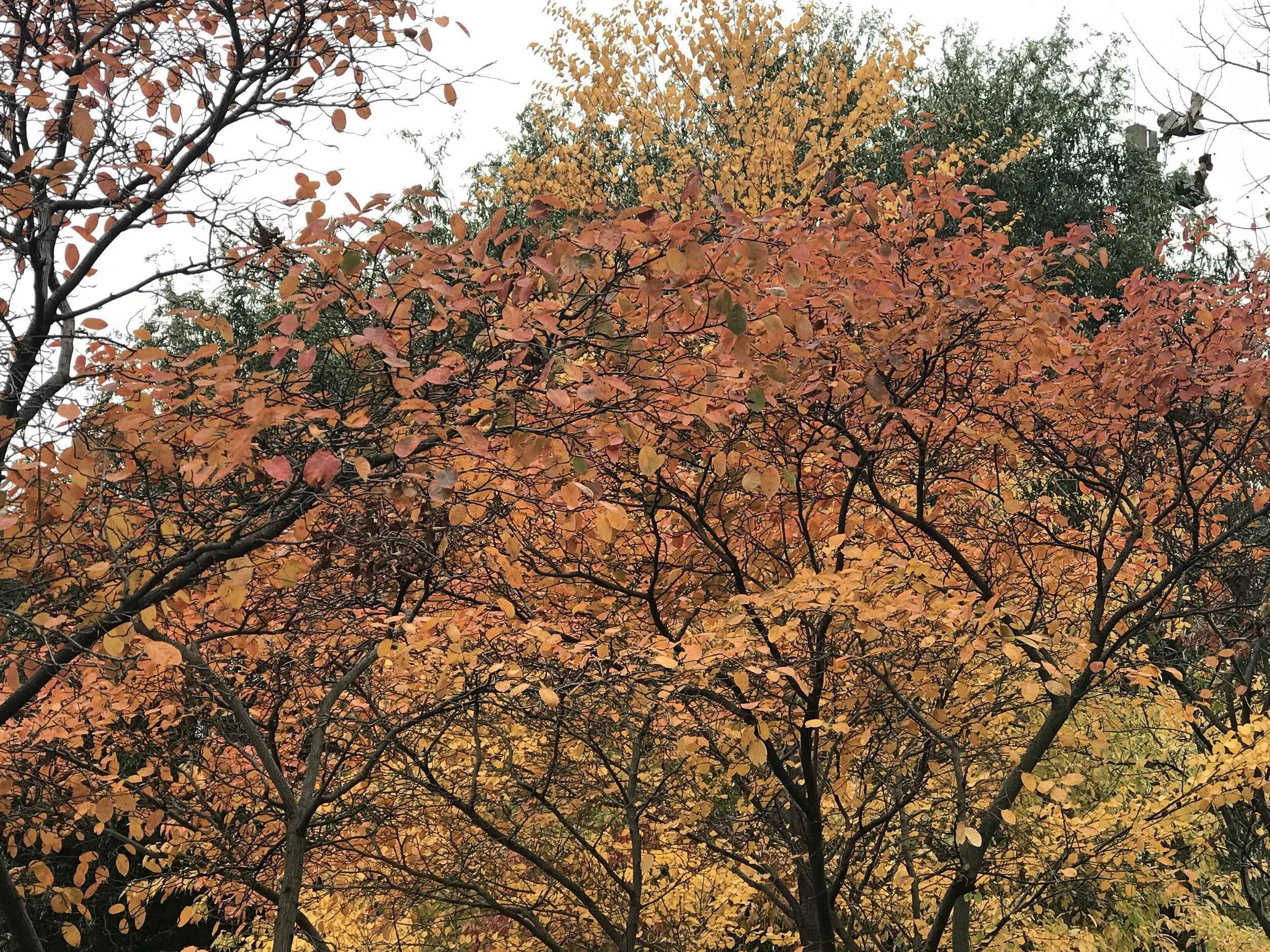 Fall colors, NYC