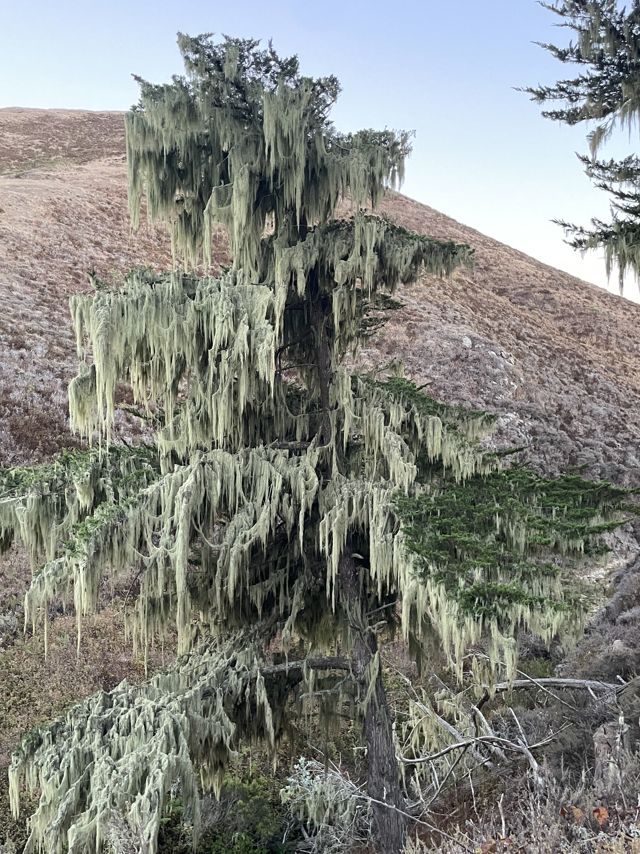 Lichen lace, Harmony Headlands, CA